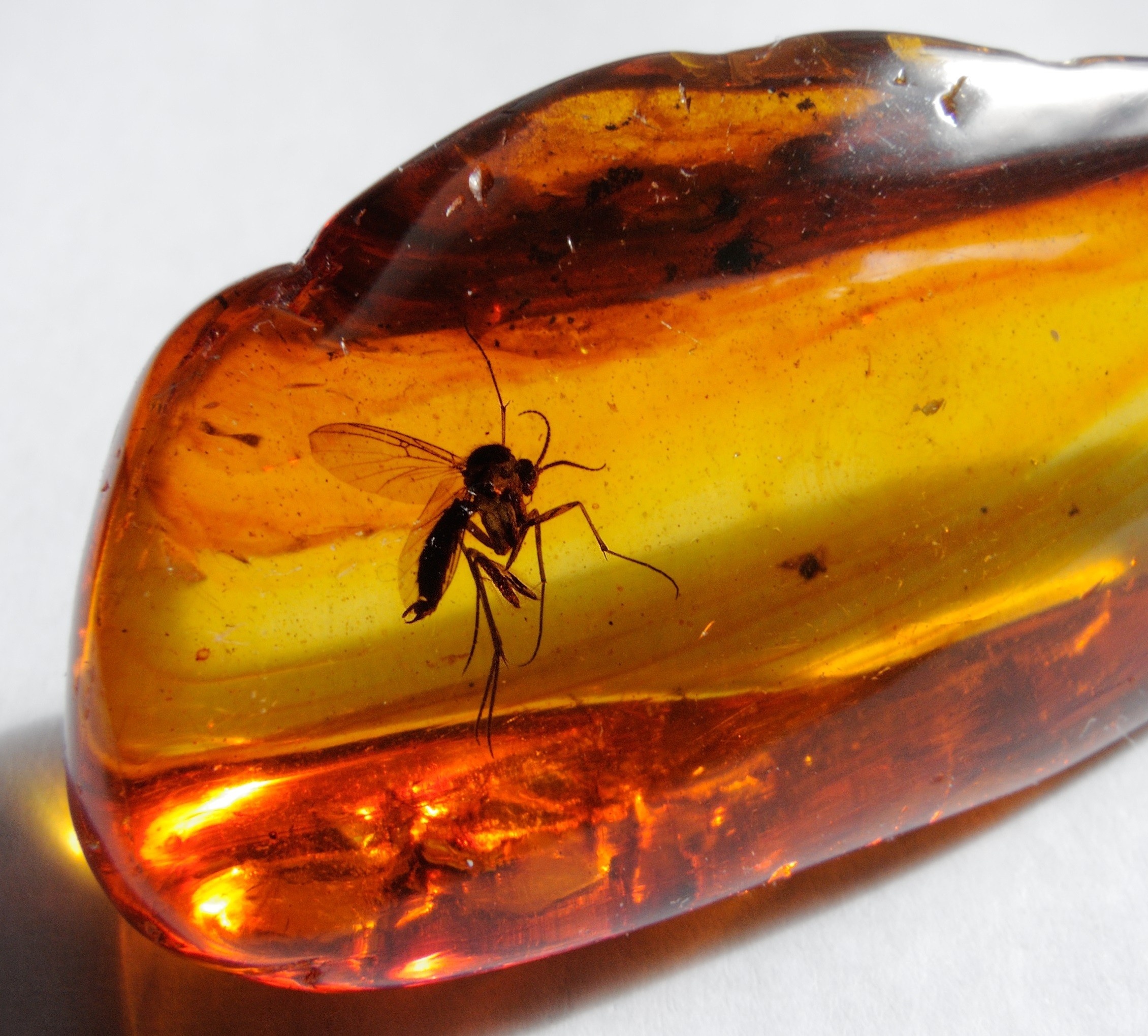 Un mosquito de los hongos preservado dentro de un trozo translúcido de ámbar báltico