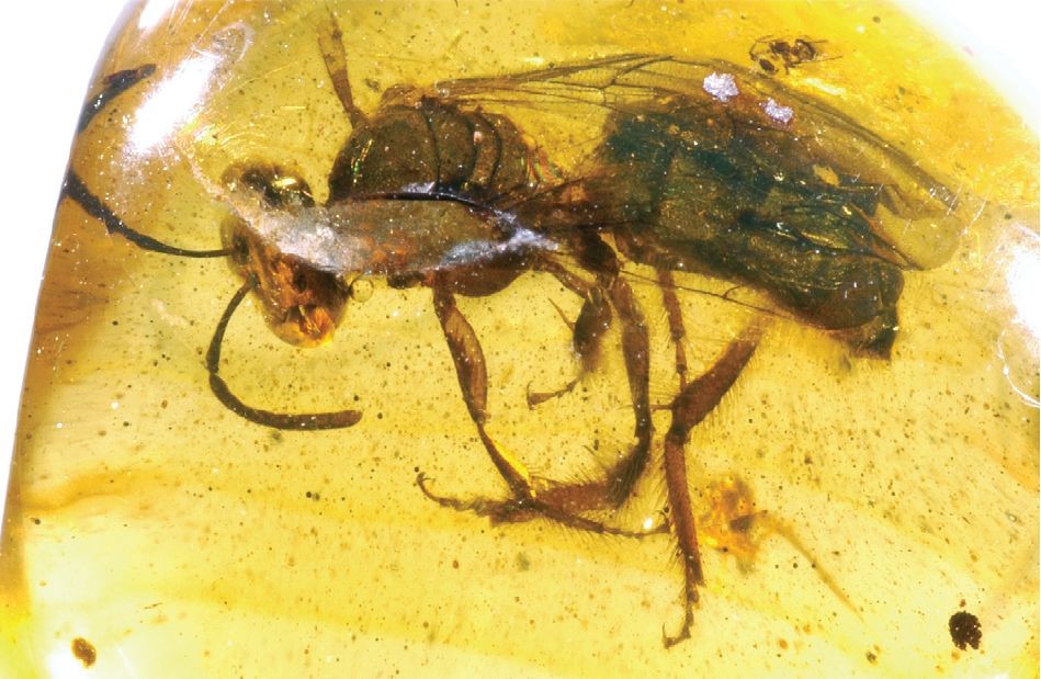 Una abeja fósil preservada en ámbar dominicano, fotografiada desde arriba y ligeramente de lado