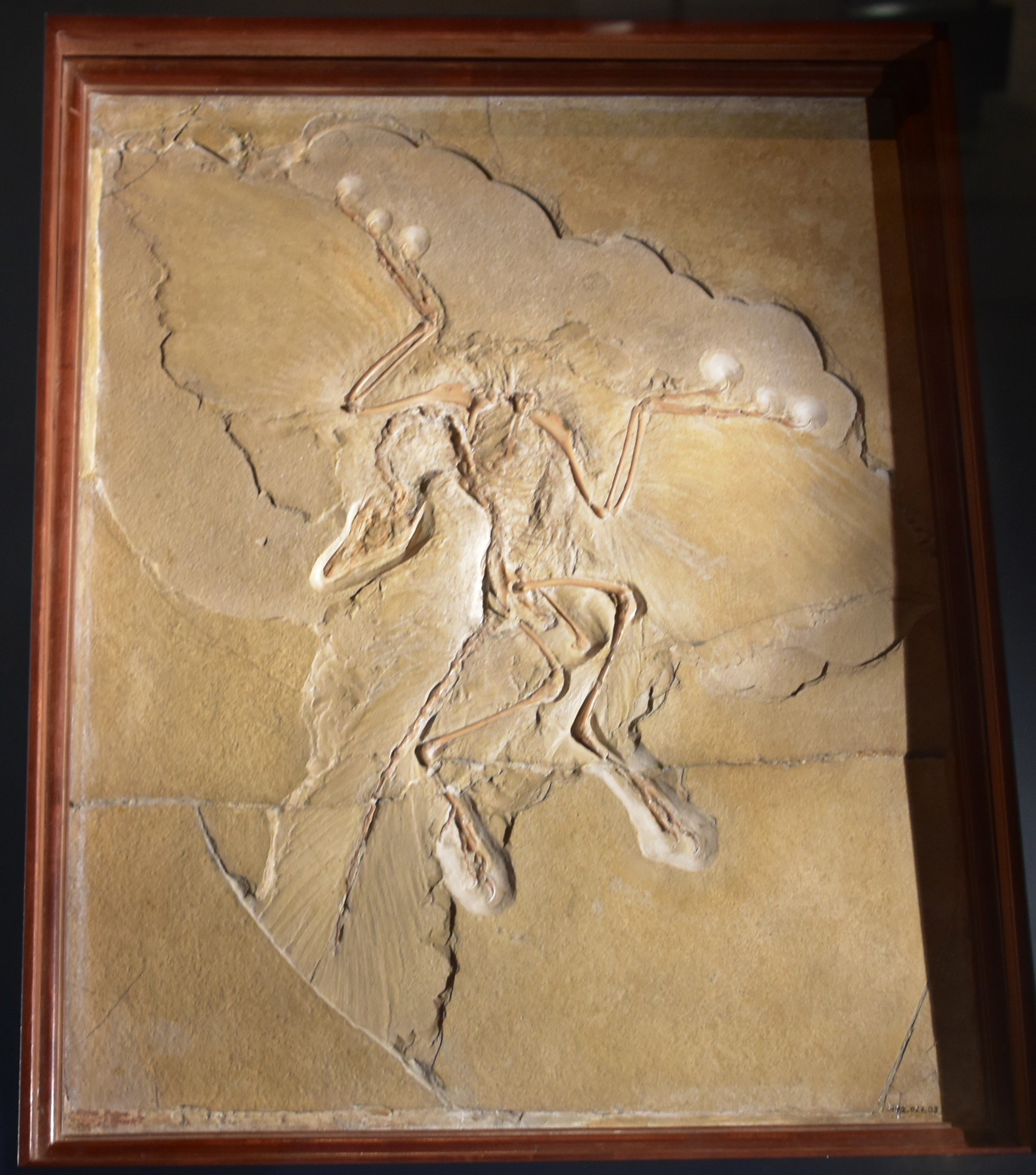 El ejemplar de Archaeopteryx de Berlín, un esqueleto fósil con impresiones de plumas extendidas sobre caliza clara