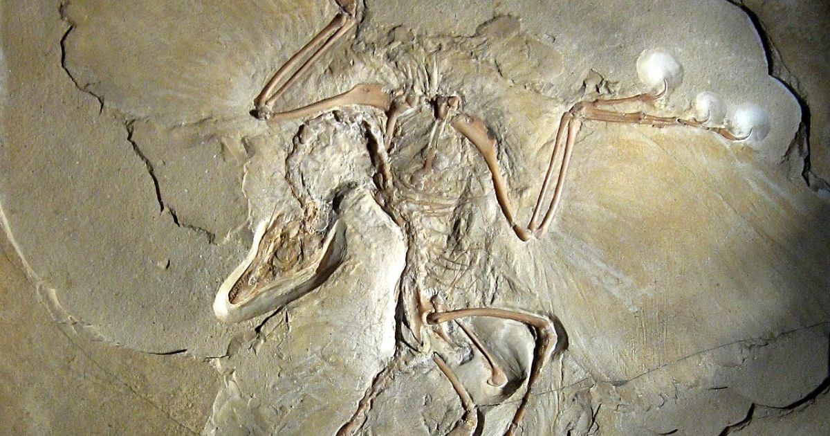 The Berlin specimen of Archaeopteryx, a feathered fossil