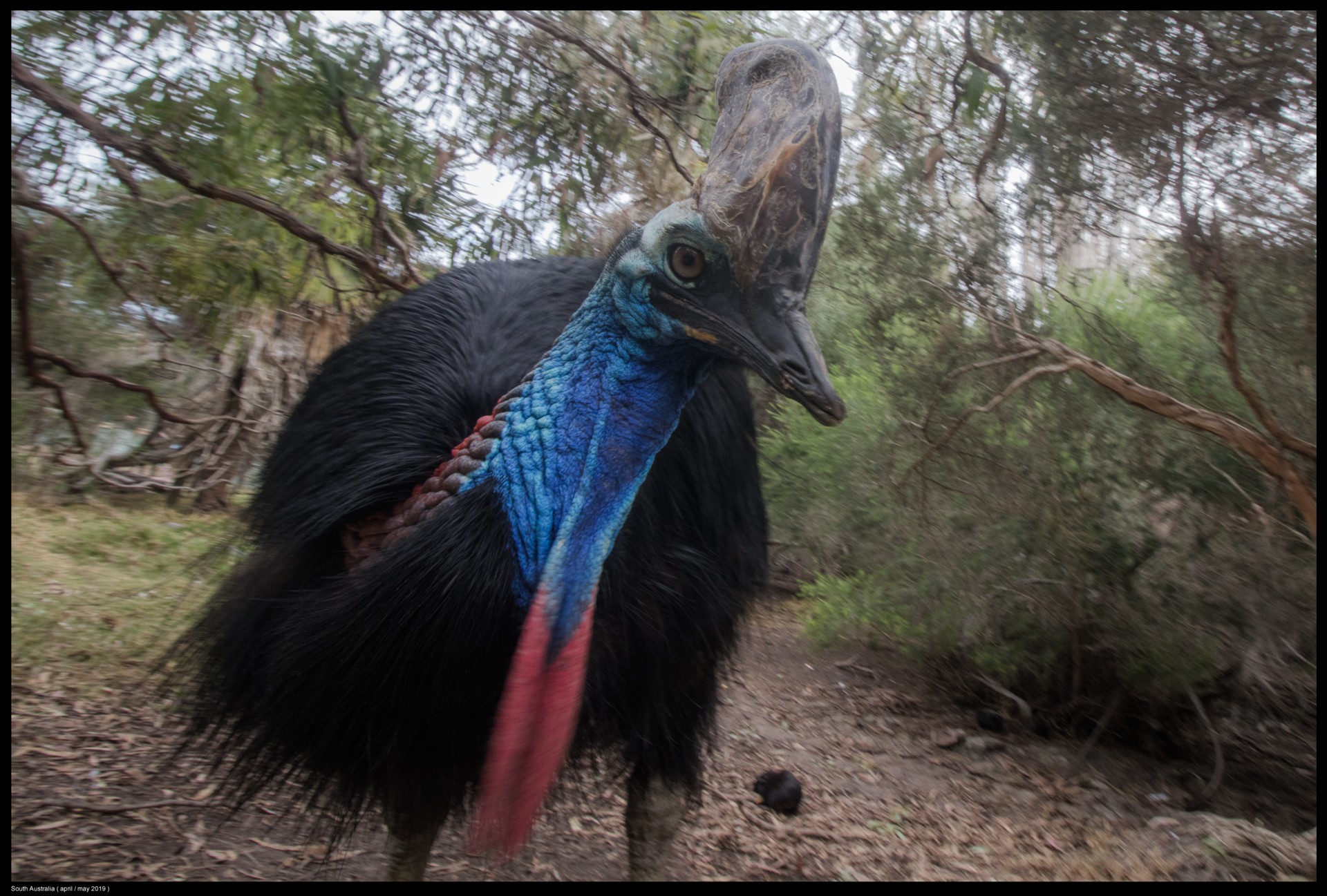 A southern cassowary standing in dense vegetation, showing its heavy legs, clawed feet and bright blue neck