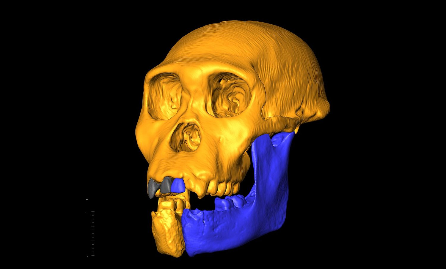 Cráneo reconstruido de un Australopithecus