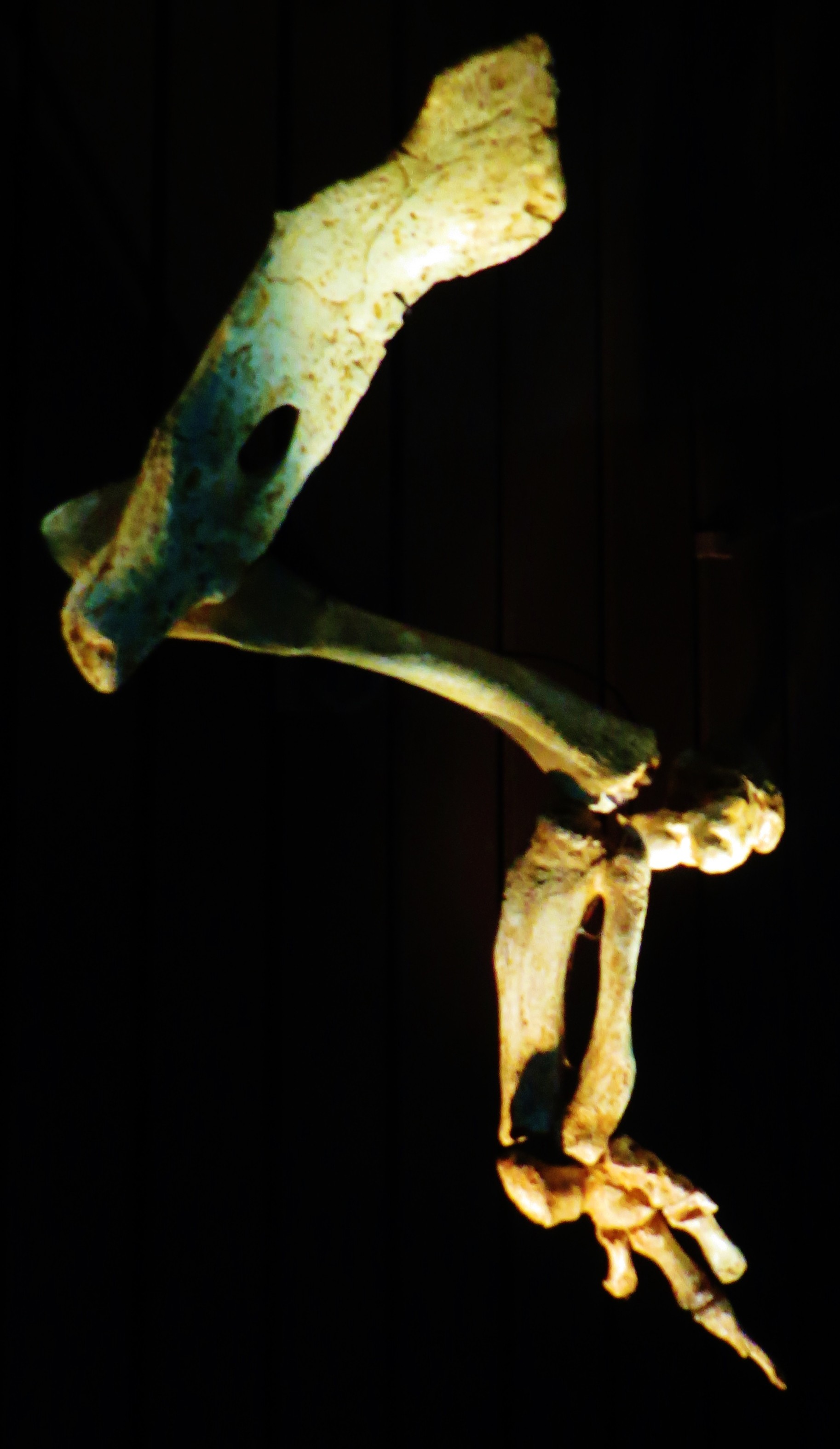 The articulated hind limb of Basilosaurus lit against a black background, showing the thigh bone, lower leg, ankle and a small splayed set of toes
