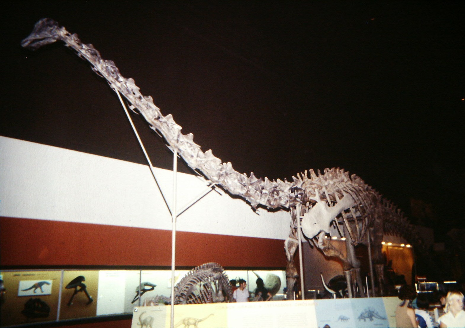 Esqueleto montado de Diplodocus en una sala de museo