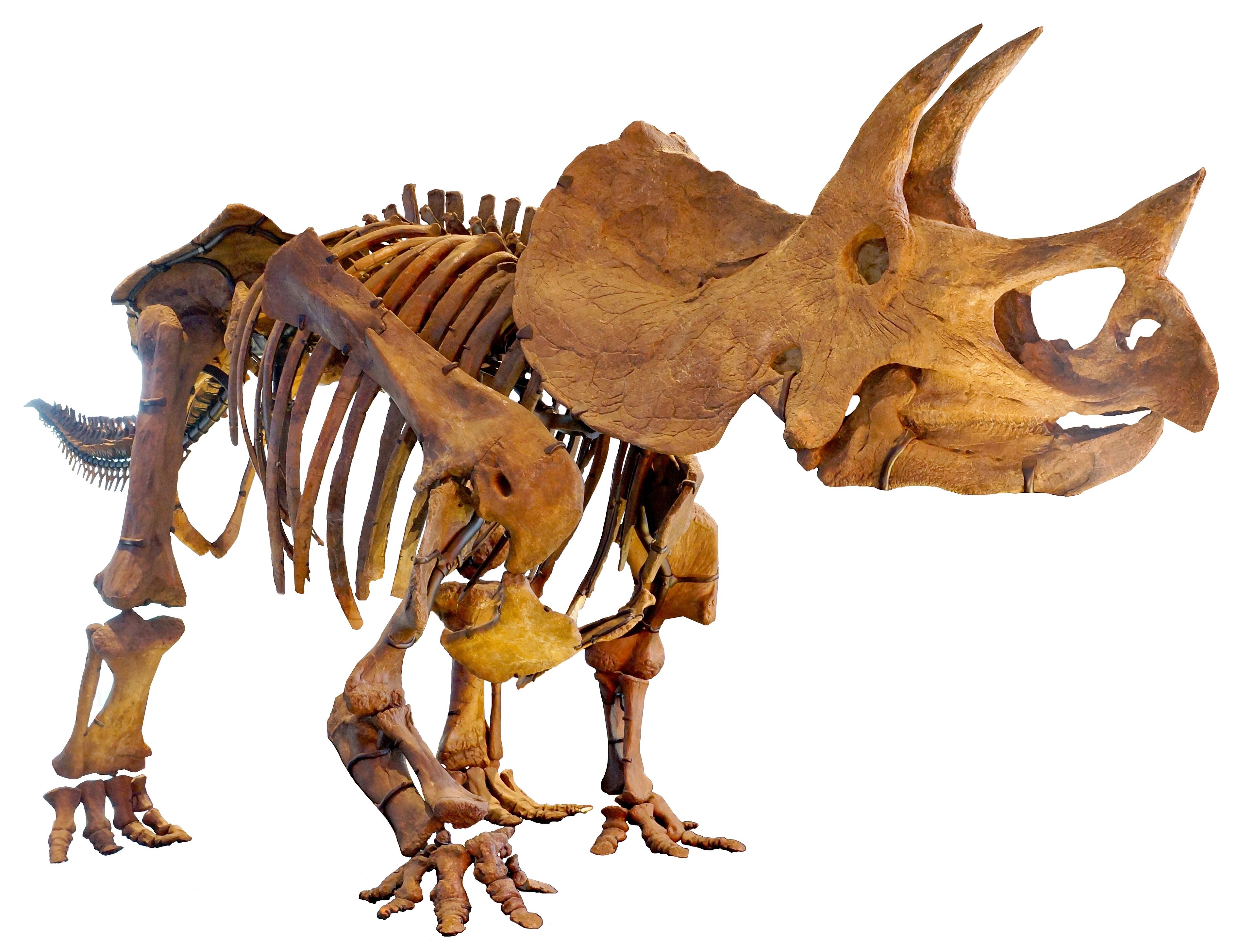 Esqueleto montado de Triceratops, uno de los dinosaurios nombrados durante las Guerras de los Huesos