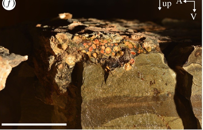 Primer plano de un bloque de roca partido y humedecido: piedra gris verdosa lisa abajo y, a lo largo del borde superior, una franja apretada de objetos redondeados, cada uno del tamaño de un guisante o menor, en tonos amarillos, naranjas, rojos y crema, en una matriz más clara que se distingue con nitidez de la piedra de abajo
