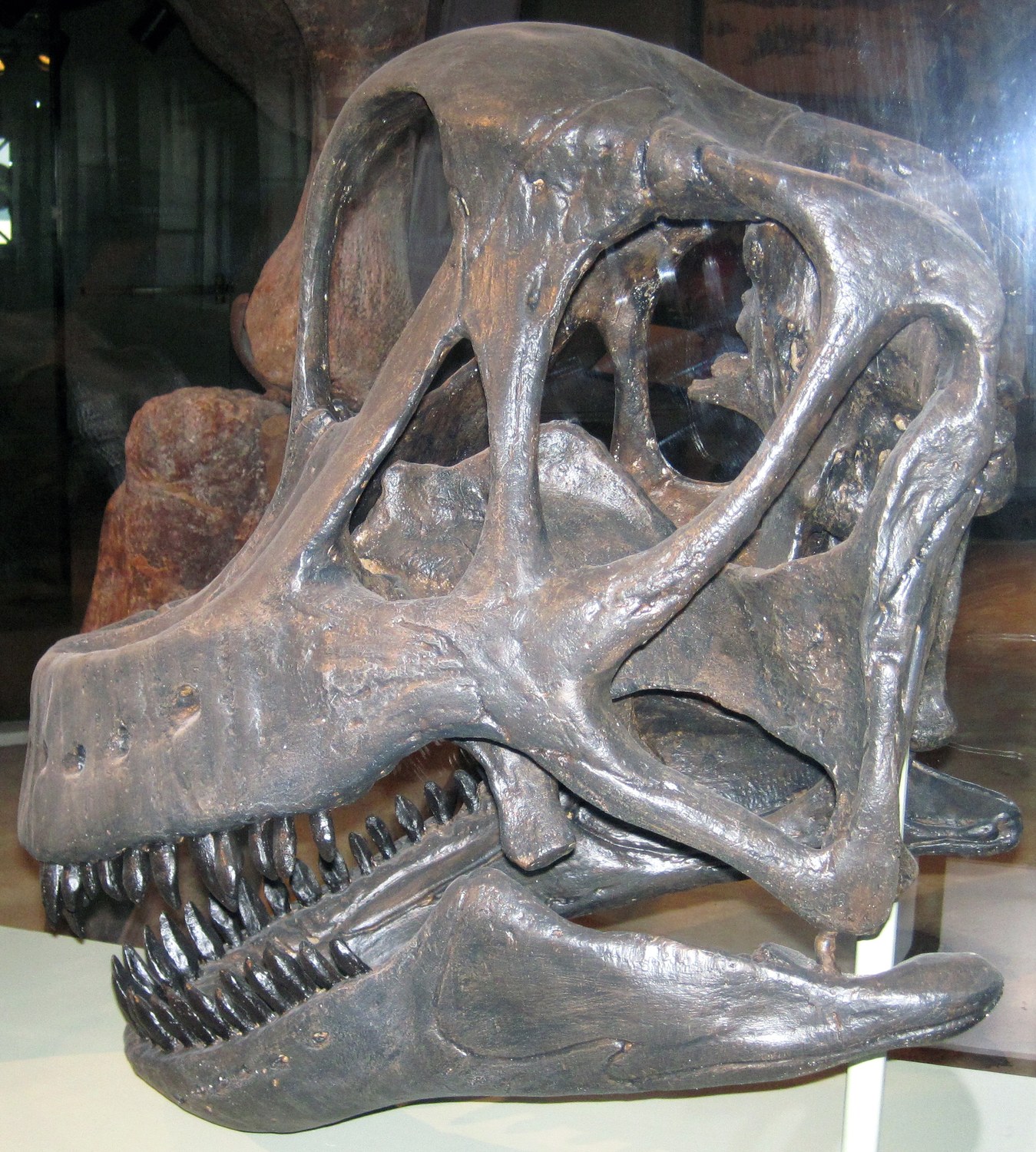 Un cráneo reconstruido de Brachiosaurus en exhibición, con dientes y mandíbula visibles