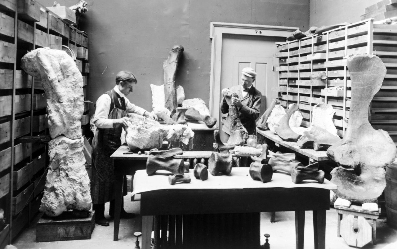 Elmer Riggs trabajando entre huesos de saurópodos gigantes en un laboratorio de museo, años 1900
