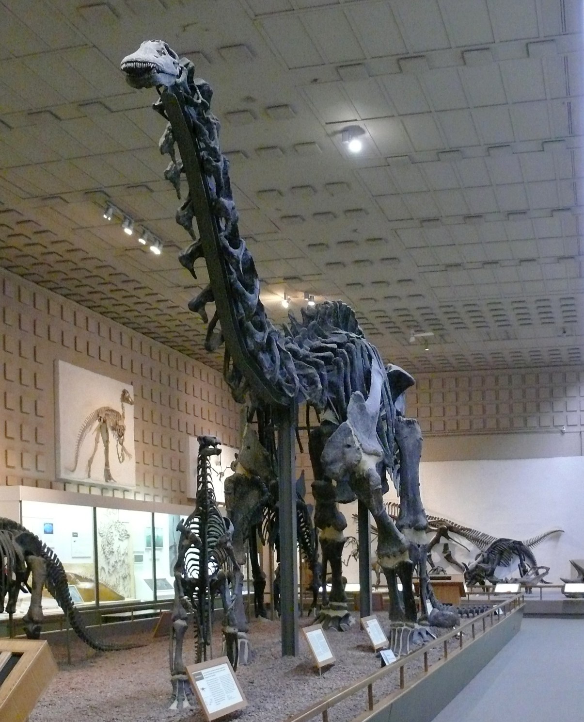 El esqueleto montado de Brontosaurus en el Yale Peabody Museum, con el cuello alzado