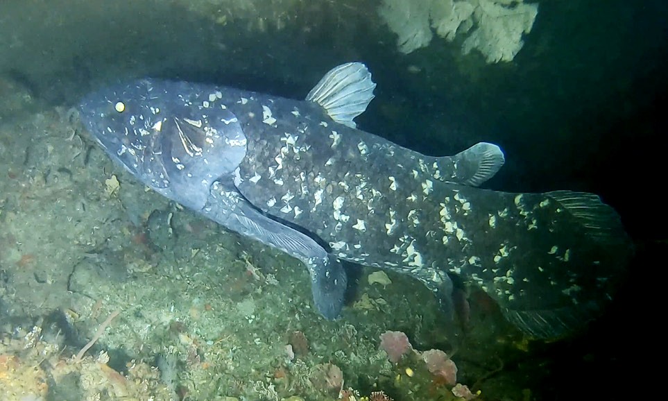 A living coelacanth photographed in deep water off South Africa