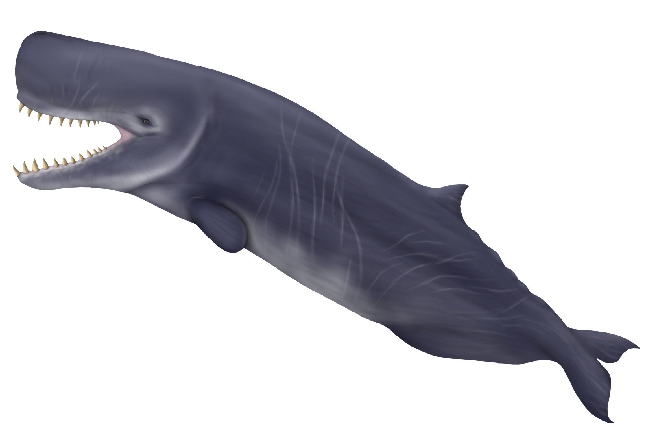 Life restoration of Livyatan melvillei, a giant raptorial sperm whale
