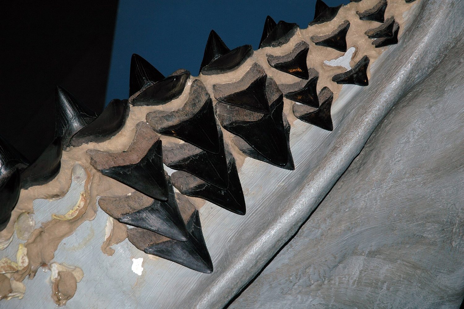 Reconstructed jaws of Otodus megalodon lined with fossil teeth