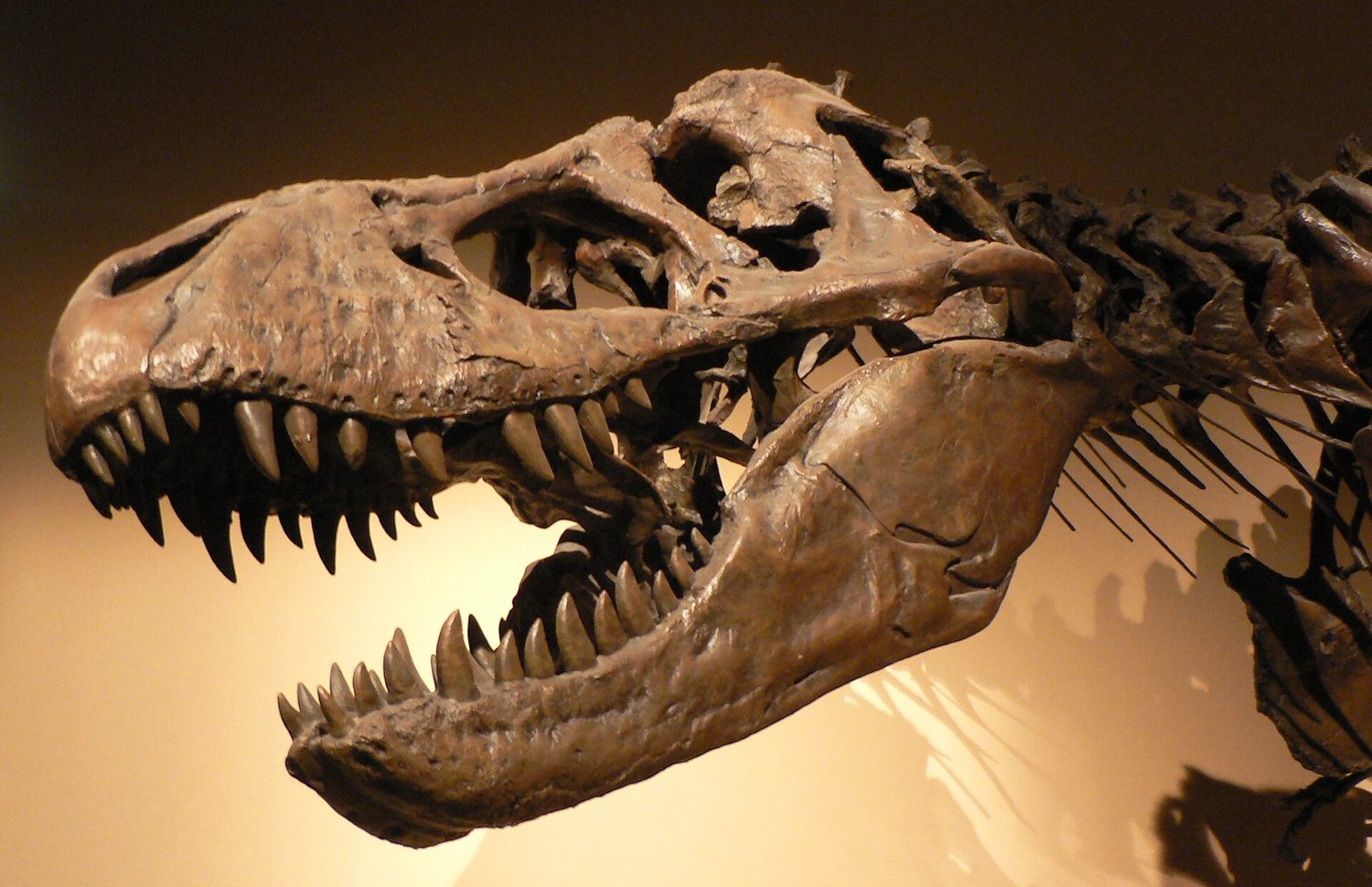 Backlit Tyrannosaurus rex skull on display