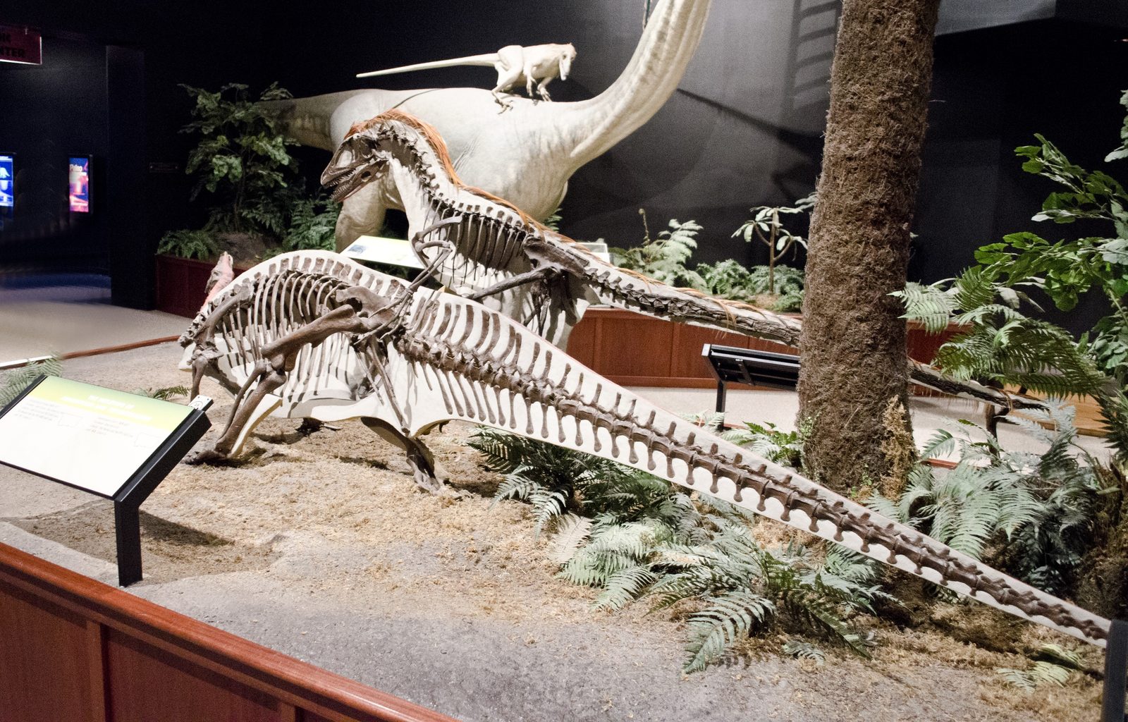 A museum display posed as an attack: two mounted raptor skeletons crouch over the ribcage and tail of a much larger plant-eating dinosaur, among ferns and a tree trunk.