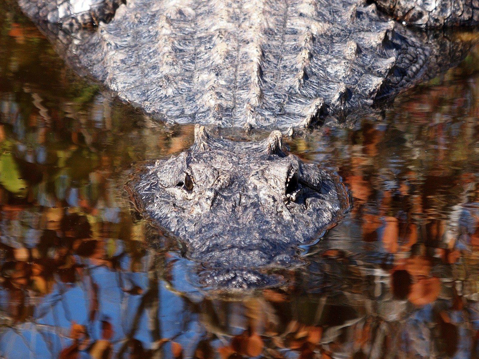 An American alligator resting at the surface of still fresh water, seen from slightly above and to the side. Only the top of the head breaks the surface: the bony ridges above the eyes, the nostrils at the snout tip, and a line of back scutes behind. The dark water carries orange, red and blue reflections of autumn trees.