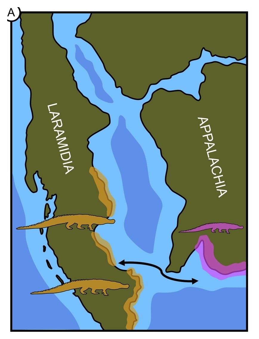 A stylised palaeogeographic map of North America in the Late Cretaceous, drawn in flat colour. Olive-green land is split down the middle by a broad band of pale and darker blue water. The western landmass is labelled LARAMIDIA and the eastern one APPALACHIA. An orange band traces part of the western shoreline and a magenta band part of the eastern one, with crocodilian silhouettes beside each, and a curved black arrow crosses the water.
