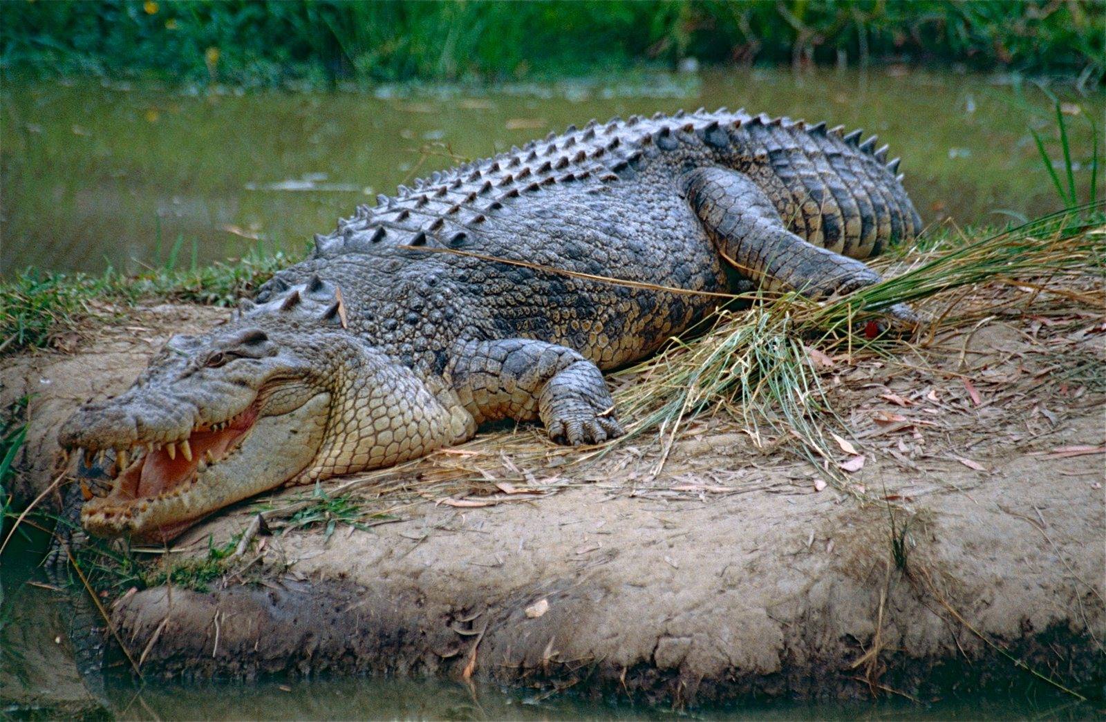 A saltwater crocodile lying on a bank of bare earth and tufted grass, photographed from the side in daylight. The whole animal is in frame, head to the right with the mouth slightly open, the back covered in raised bony scutes in grey and olive, and green vegetation behind.
