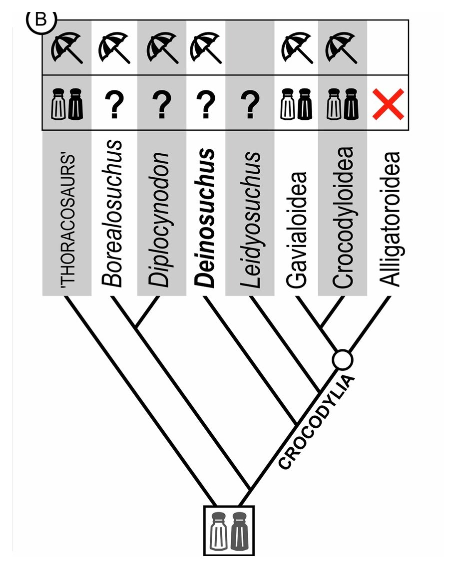 A black-and-white evolutionary tree diagram. Eight names run vertically across the top: 'THORACOSAURS', Borealosuchus, Diplocynodon, Deinosuchus in bold, Leidyosuchus, Gavialoidea, Crocodyloidea and Alligatoroidea. Above them are two rows of symbols: crossed-out parasols, then pairs of salt shakers, four large question marks, and a red cross above Alligatoroidea. Diagonal lines descend to a root marked by a boxed pair of salt shakers.