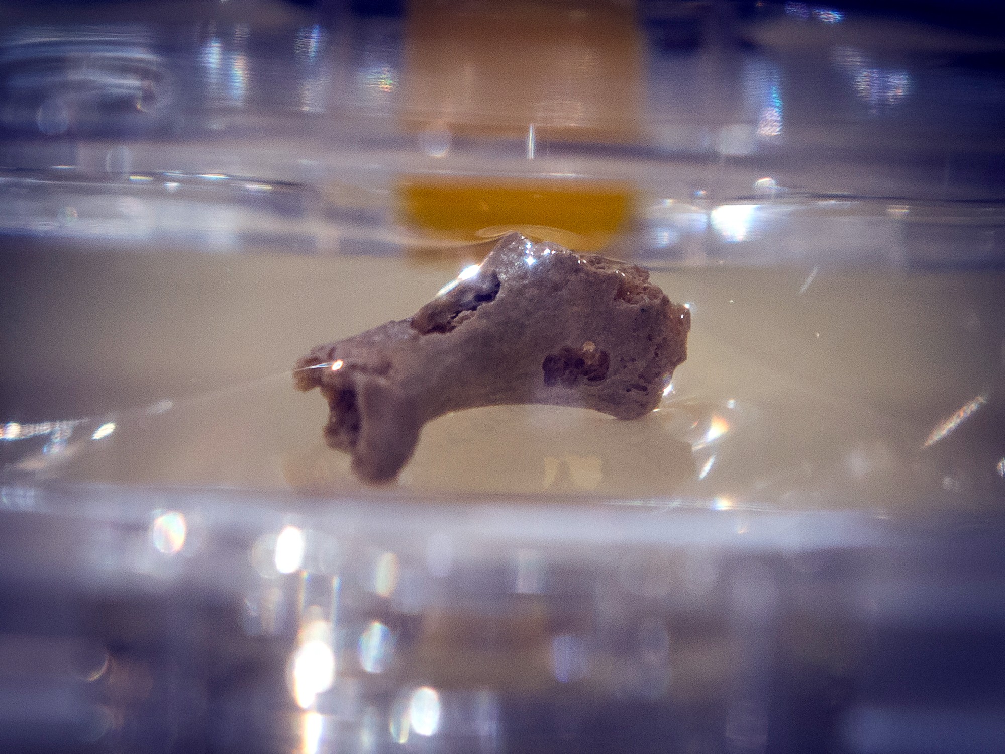 The Denisova 5 Neandertal toe phalanx, photographed behind museum glass