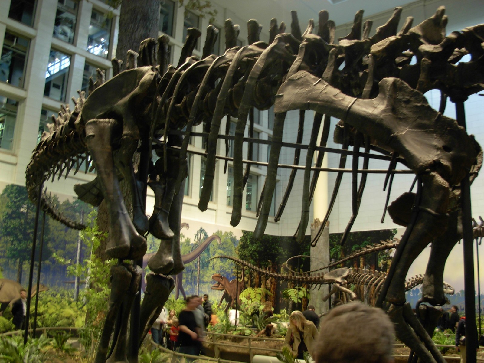 The mounted skeleton of Diplodocus carnegii in the Carnegie Museum, seen close from the side: ribs, hips and hind legs in a gallery with visitors below.