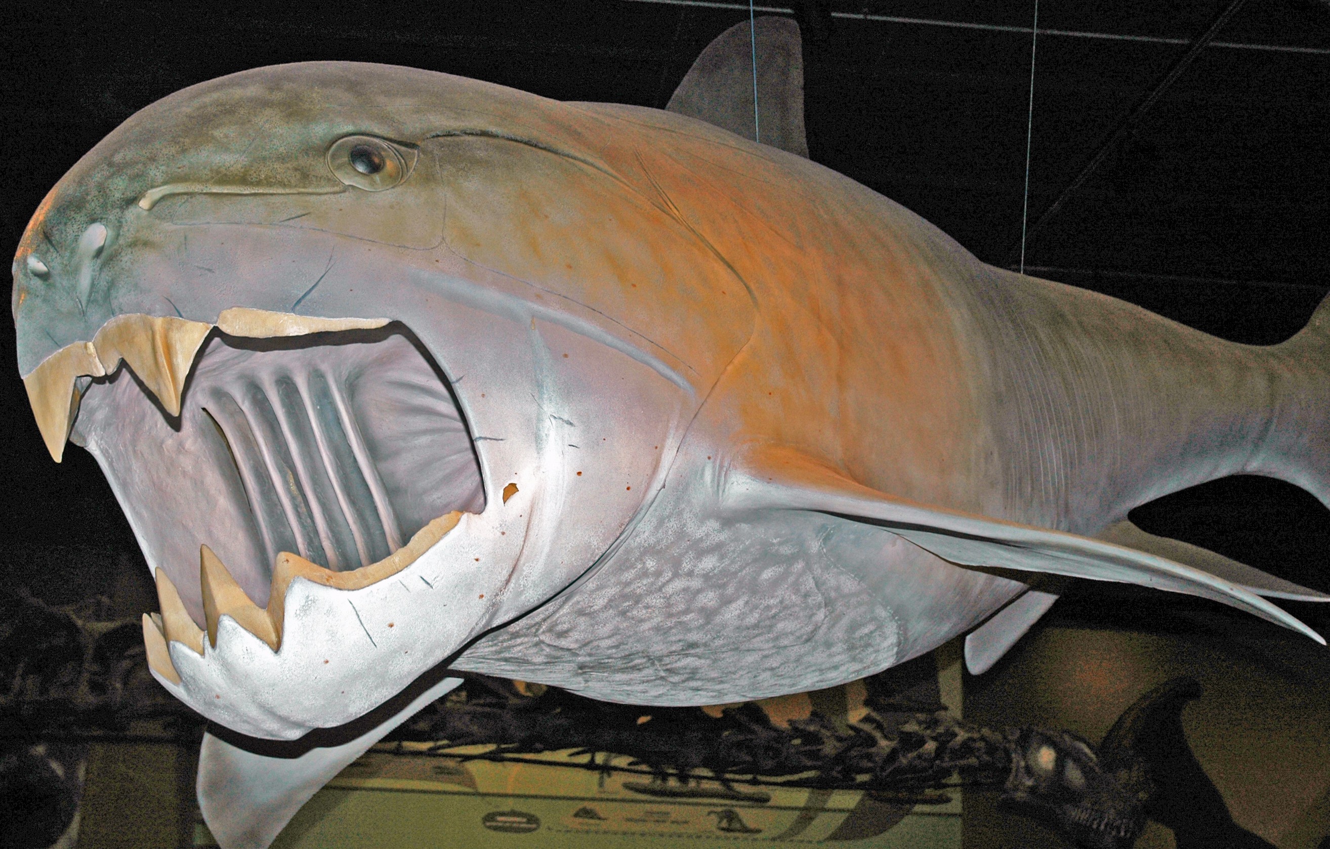 A life-sized museum model of Dunkleosteus terrelli hanging in a gallery, jaws open to show its bony cutting blades
