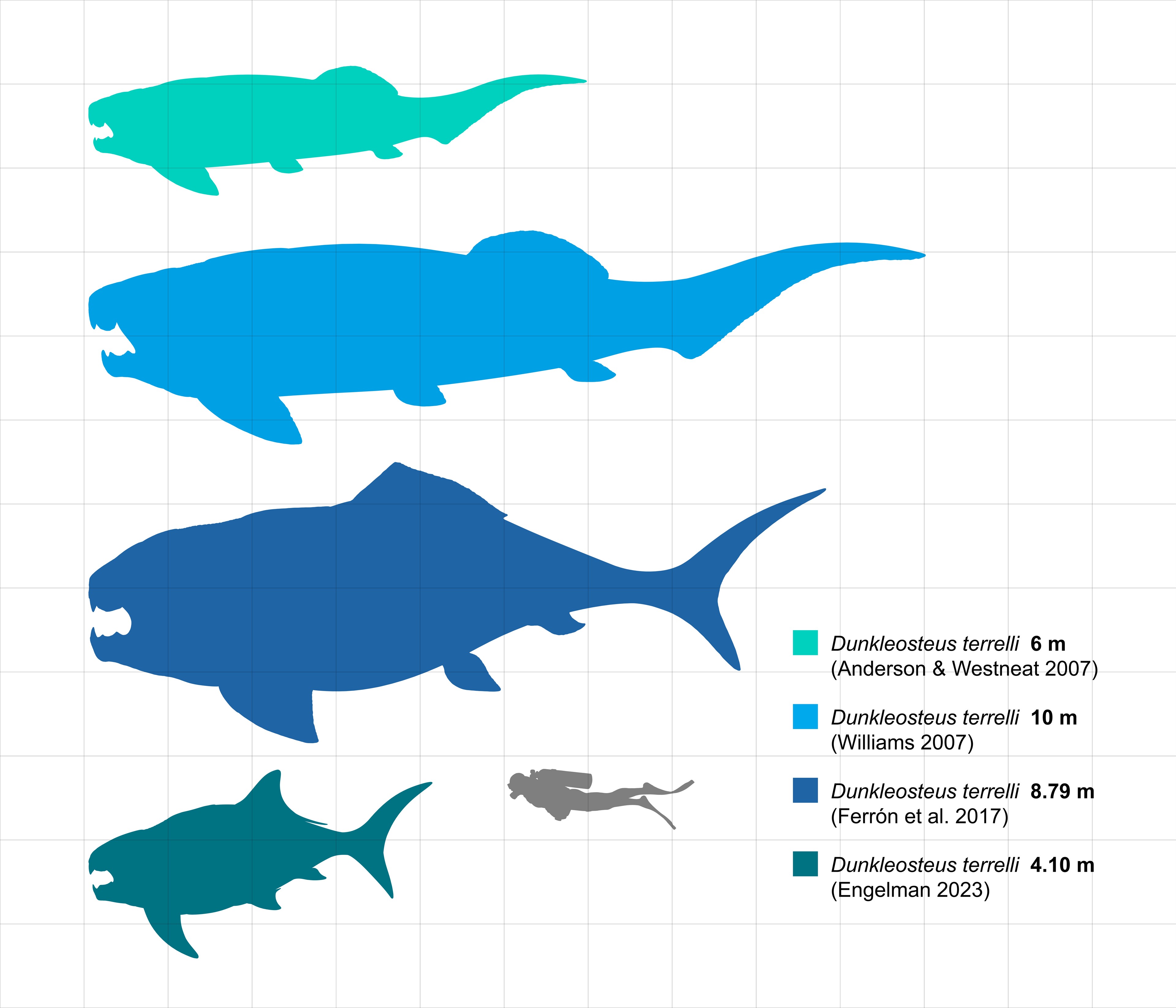 A scale comparison of four published Dunkleosteus size estimates against a human diver