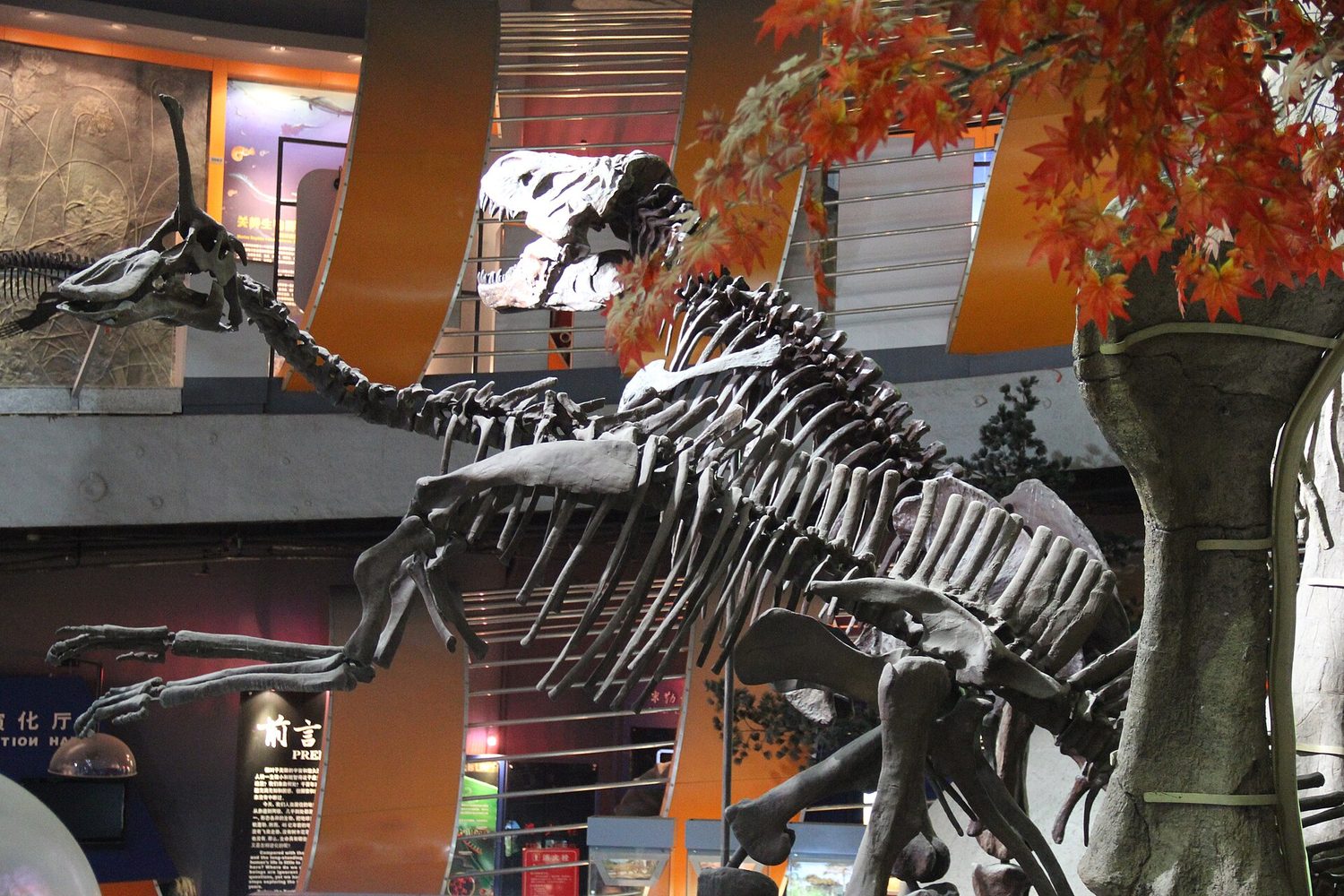 Esqueletos de dinosaurio montados en la sala de un museo