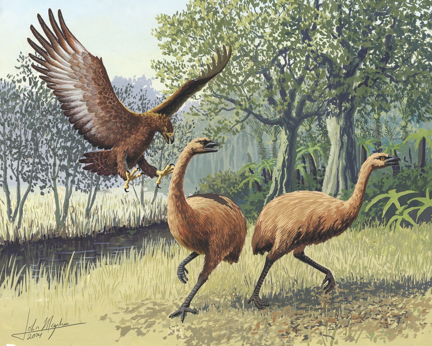 A painted reconstruction of a Haast's eagle swooping with its talons forward toward two moa, tall flightless birds, running through scrub and trees.