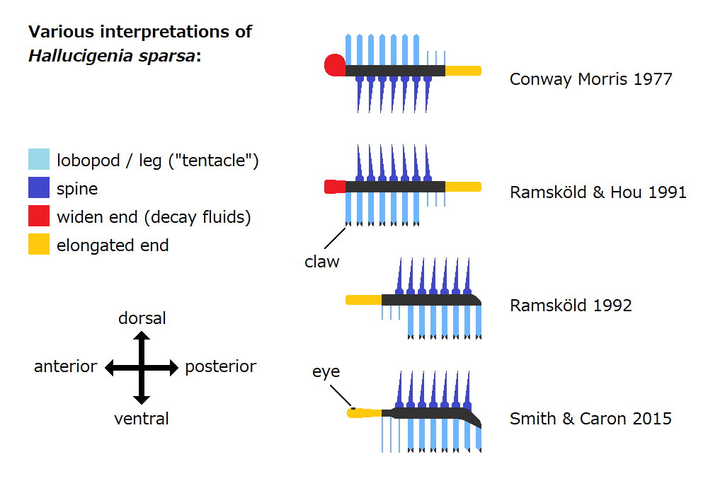 A chart comparing four scientific interpretations of Hallucigenia between 1977 and 2015