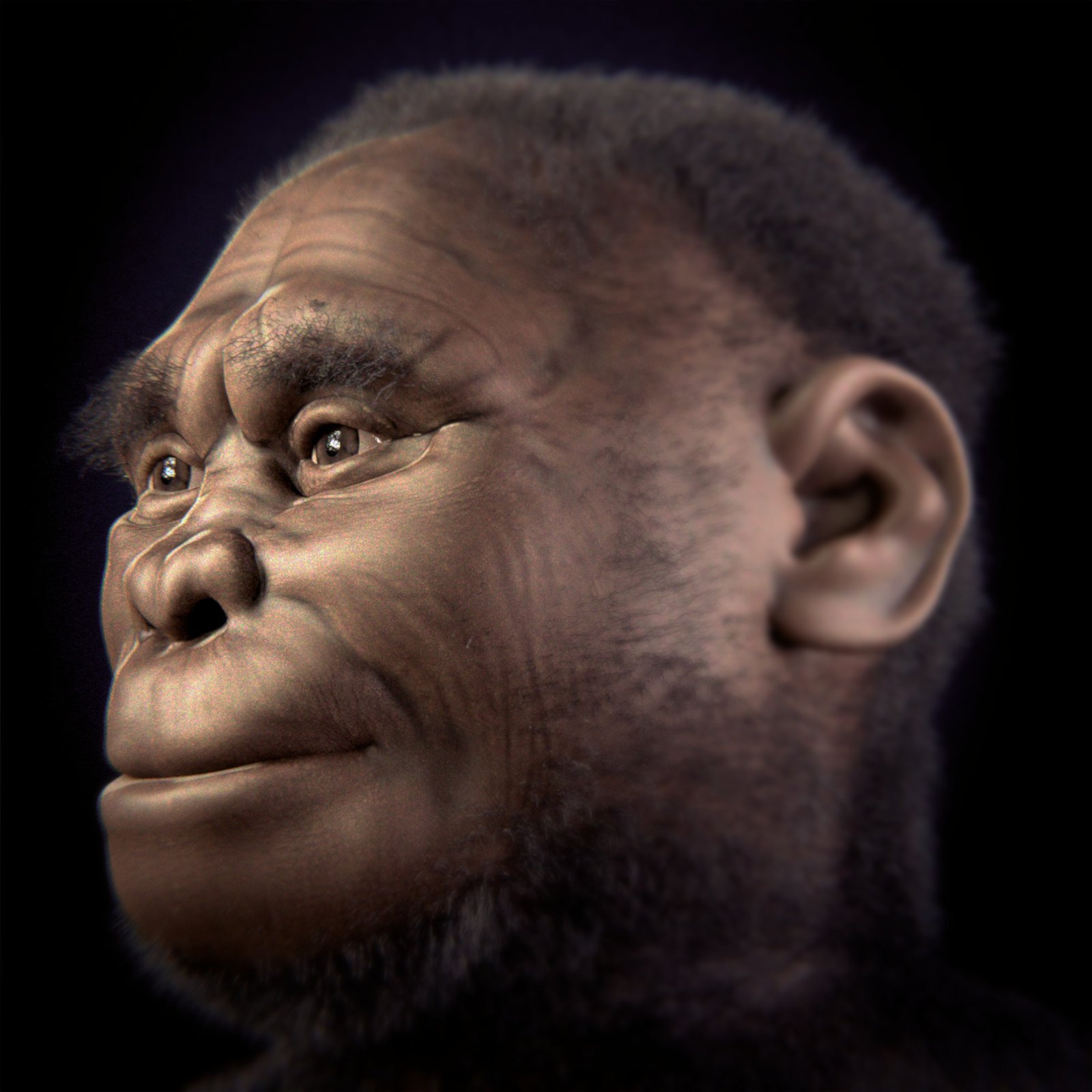 Forensic facial approximation of Homo floresiensis: a small archaic human woman with dark skin, heavy brow and short curly hair, in profile against black