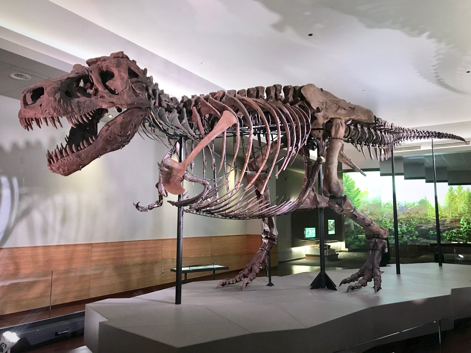 The mounted skeleton of the Tyrannosaurus rex known as SUE in a museum hall: a long, reddish-brown skeleton with its jaws open, held on black steel supports above a pale platform, with a painted forest scene on the wall behind.