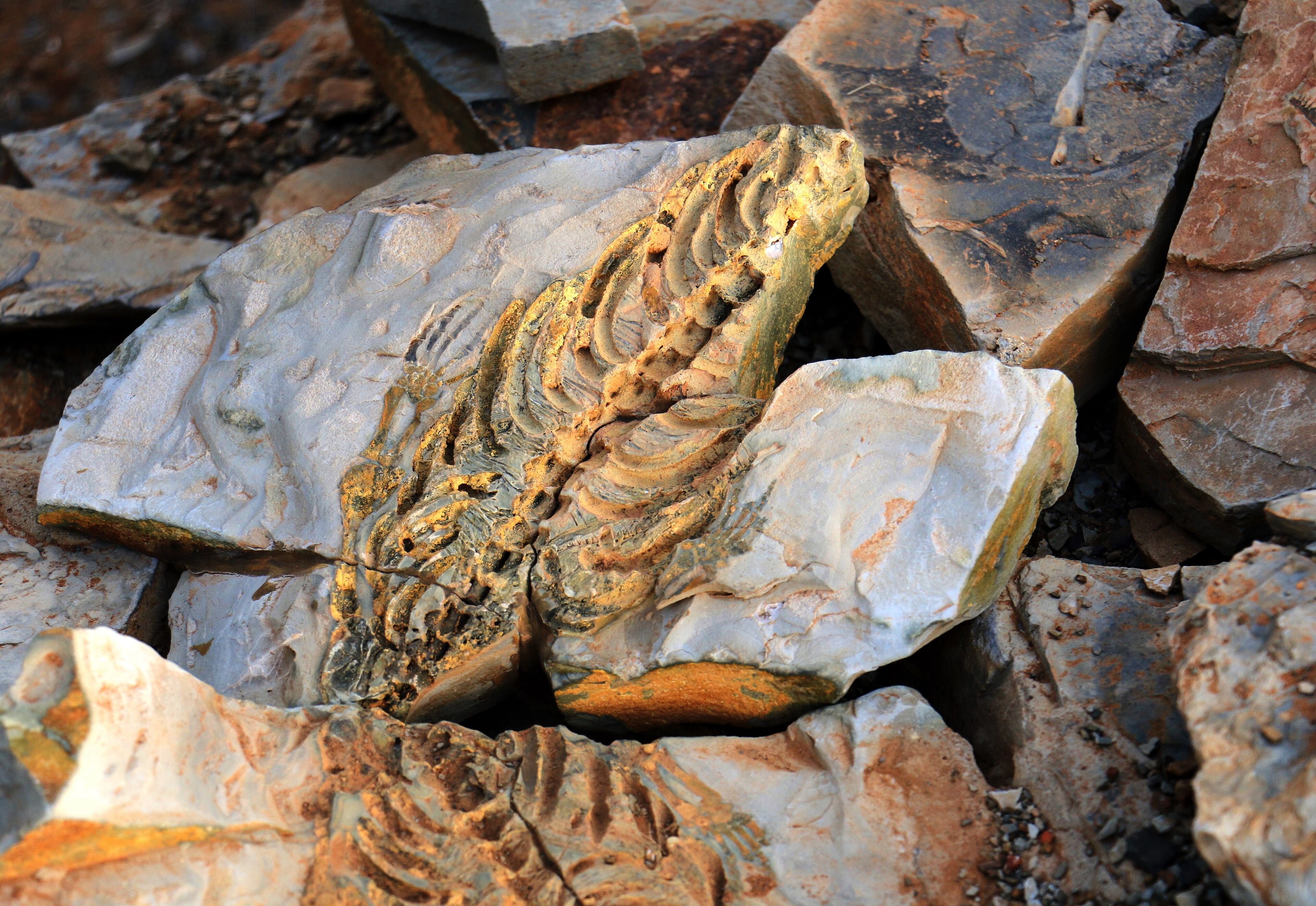 Fossil ribs and vertebrae standing out in relief on a block of pale, rust-stained limestone lying among broken rock