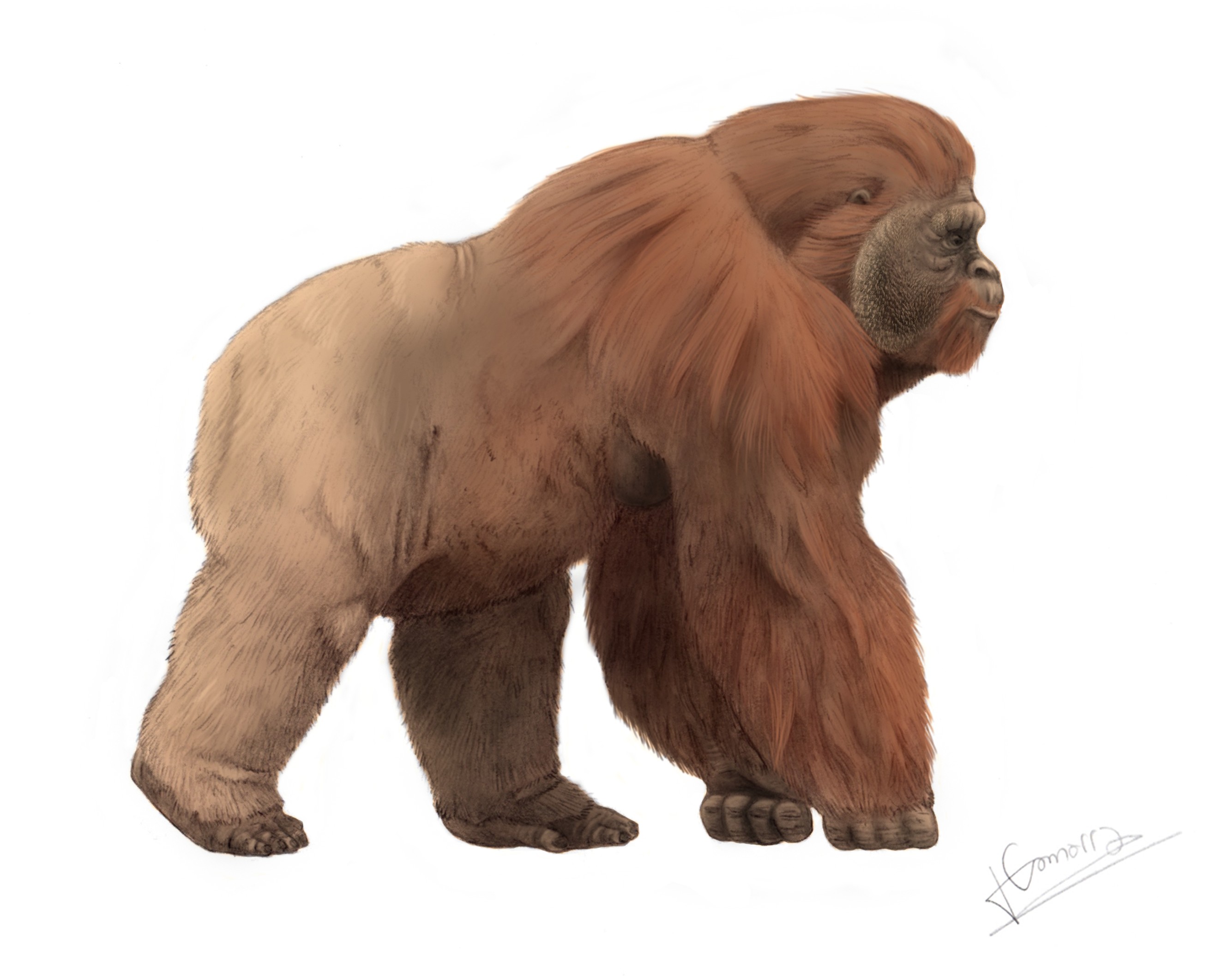 A digital painting on a plain white background of a heavy, long-haired ape standing on all fours with its knuckles on the ground. Its coat is reddish-brown across the back and shoulders and paler on the flanks. The face is small relative to the body, with a deep jaw and a flat muzzle, turned to the right.