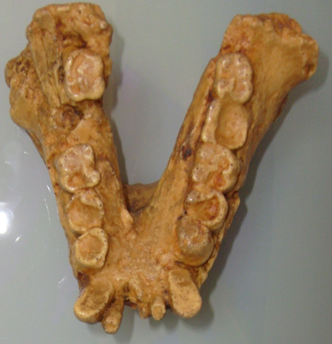 A honey-coloured cast of a lower jaw photographed from directly above on a pale grey surface. The jaw forms a wide V. Both rows of teeth are complete and run the full length of each side: large flat-crowned molars at the back, smaller teeth toward the front where the two halves meet.