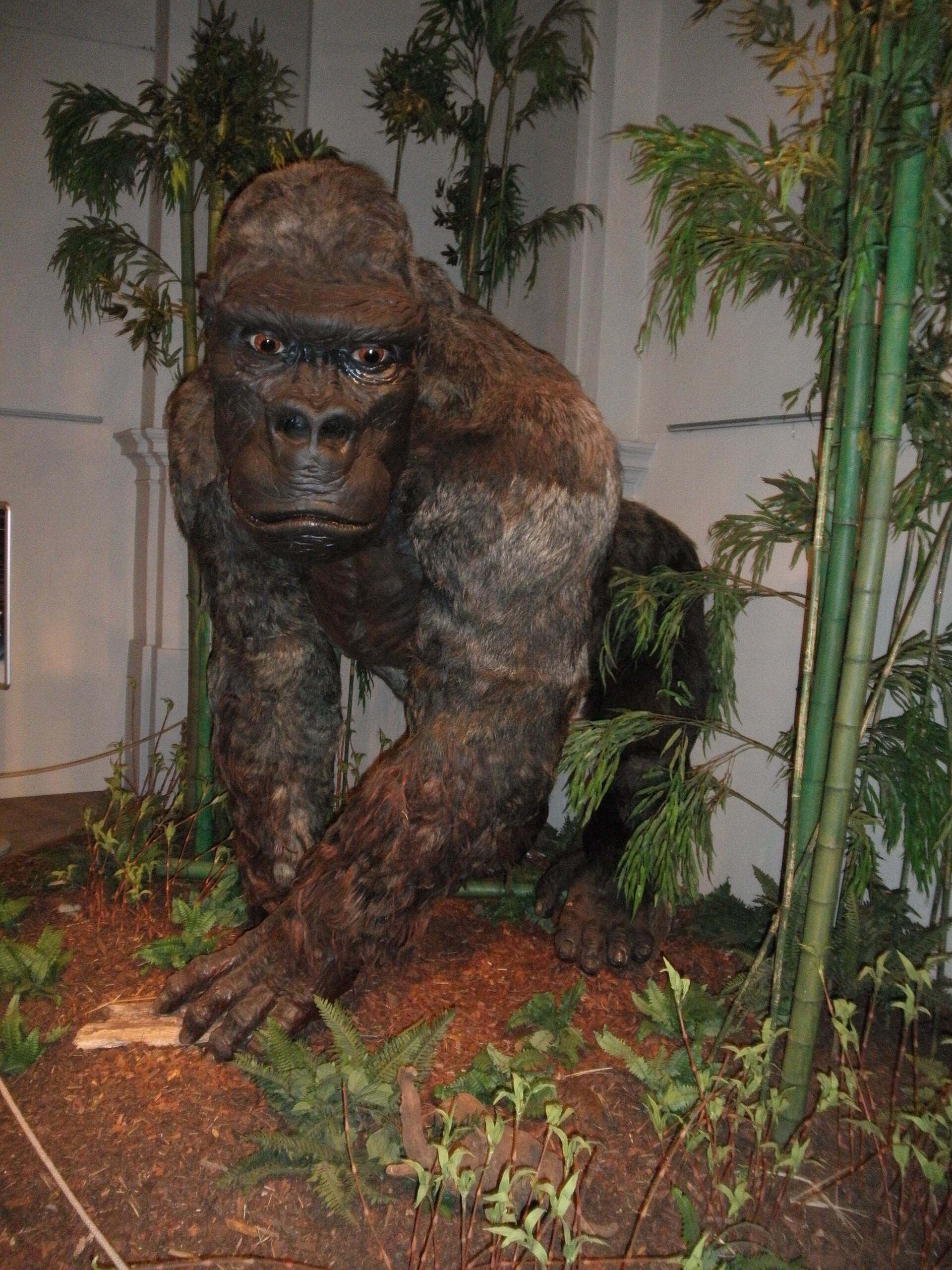 A life-size museum model of a dark brown ape, crouched forward with its weight on its knuckles, among green bamboo stems and leaf litter in an exhibition hall. It faces the camera directly, with a broad chest and a forward-set head.