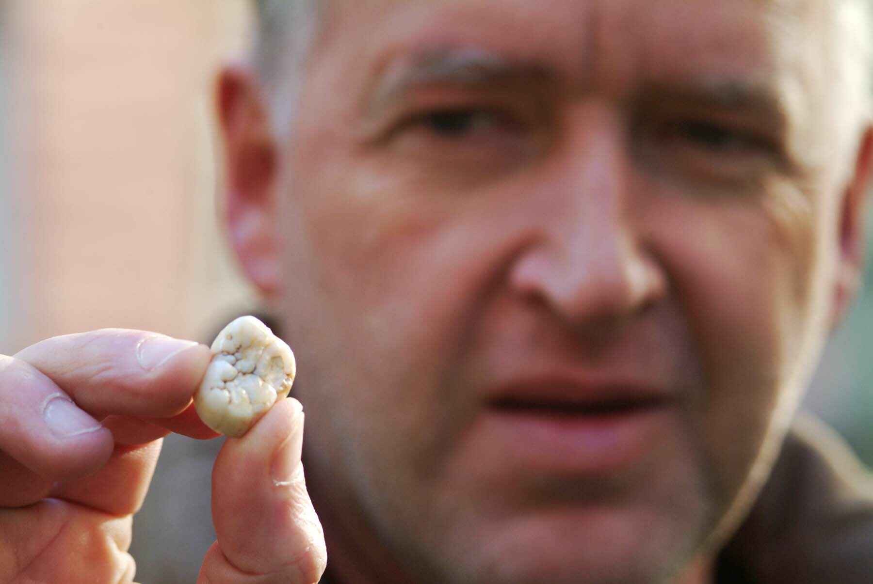 A man's thumb and forefinger hold a single large tooth up to the camera. The tooth is cream coloured with a deeply folded, glassy crown, and it fills only a small part of the space between his fingertips. His face is behind it, out of focus.