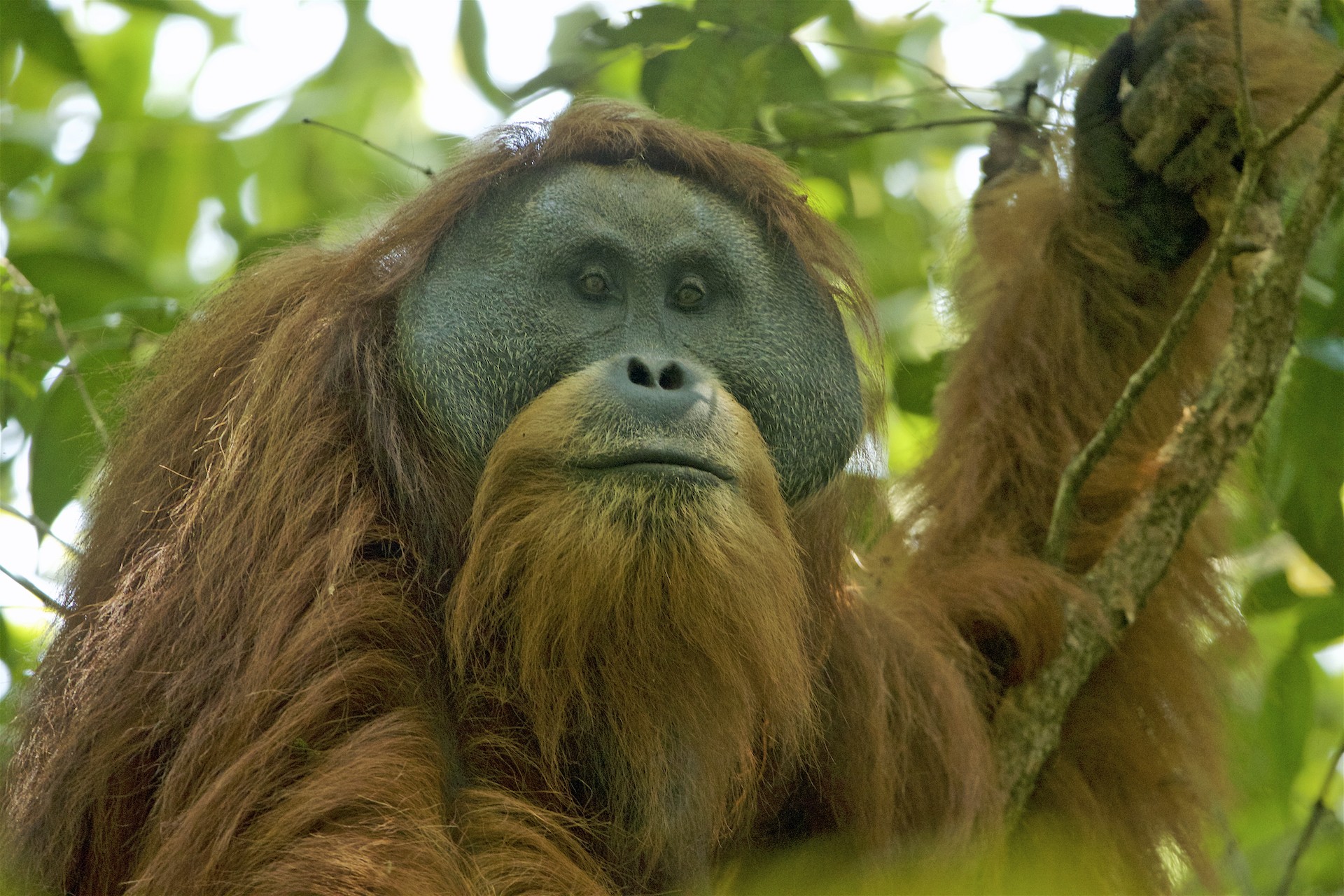 An adult male orangutan facing the camera through green foliage. He has broad flat cheek pads either side of his face, a long orange-red coat and a dark grey face, and one arm is raised to a branch above him.