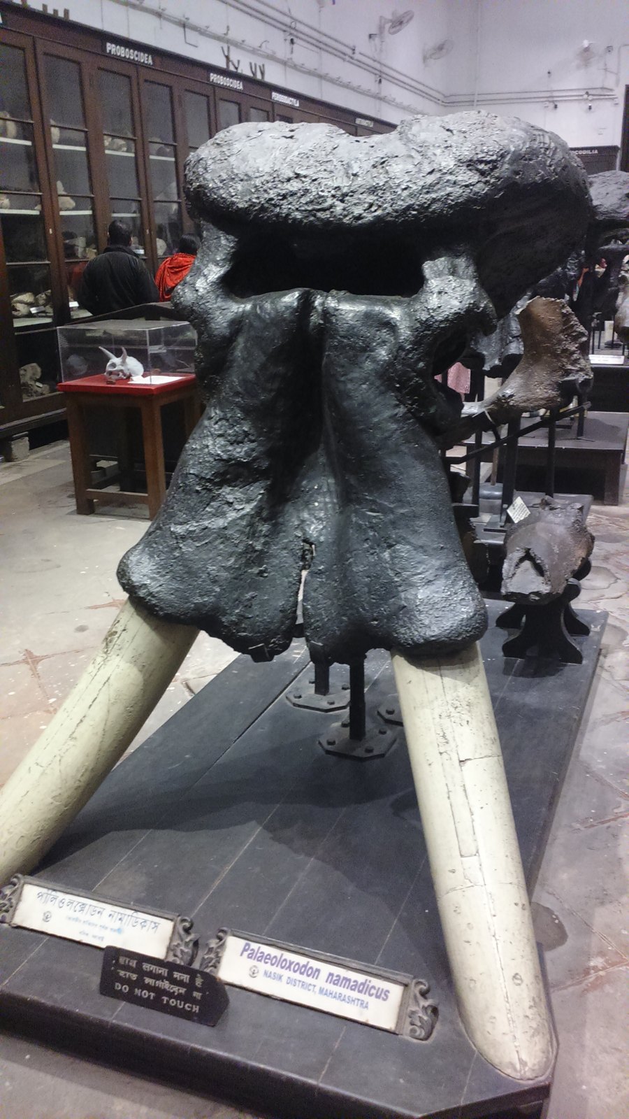 The skull of the extinct Asian elephant Palaeoloxodon namadicus on display in the Indian Museum, Kolkata: a massive dark skull with a heavy domed top, seen from the front, with two pale tusks below it.