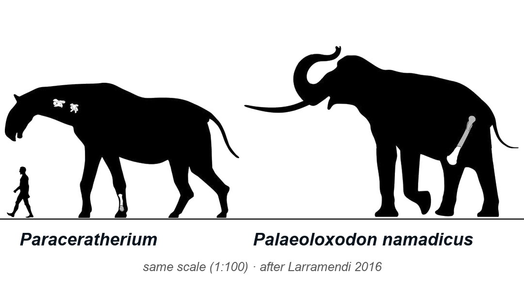 Two black silhouettes drawn to the same scale on a white background, with a small human figure for scale at the left. On the left, Paraceratherium: a long-legged, hornless animal with a long neck, head lowered. On the right, the extinct elephant Palaeoloxodon namadicus with its trunk raised, standing taller. A few bones are drawn in white or grey inside each silhouette, marking the pieces the drawings are based on, including a thigh bone in the elephant.