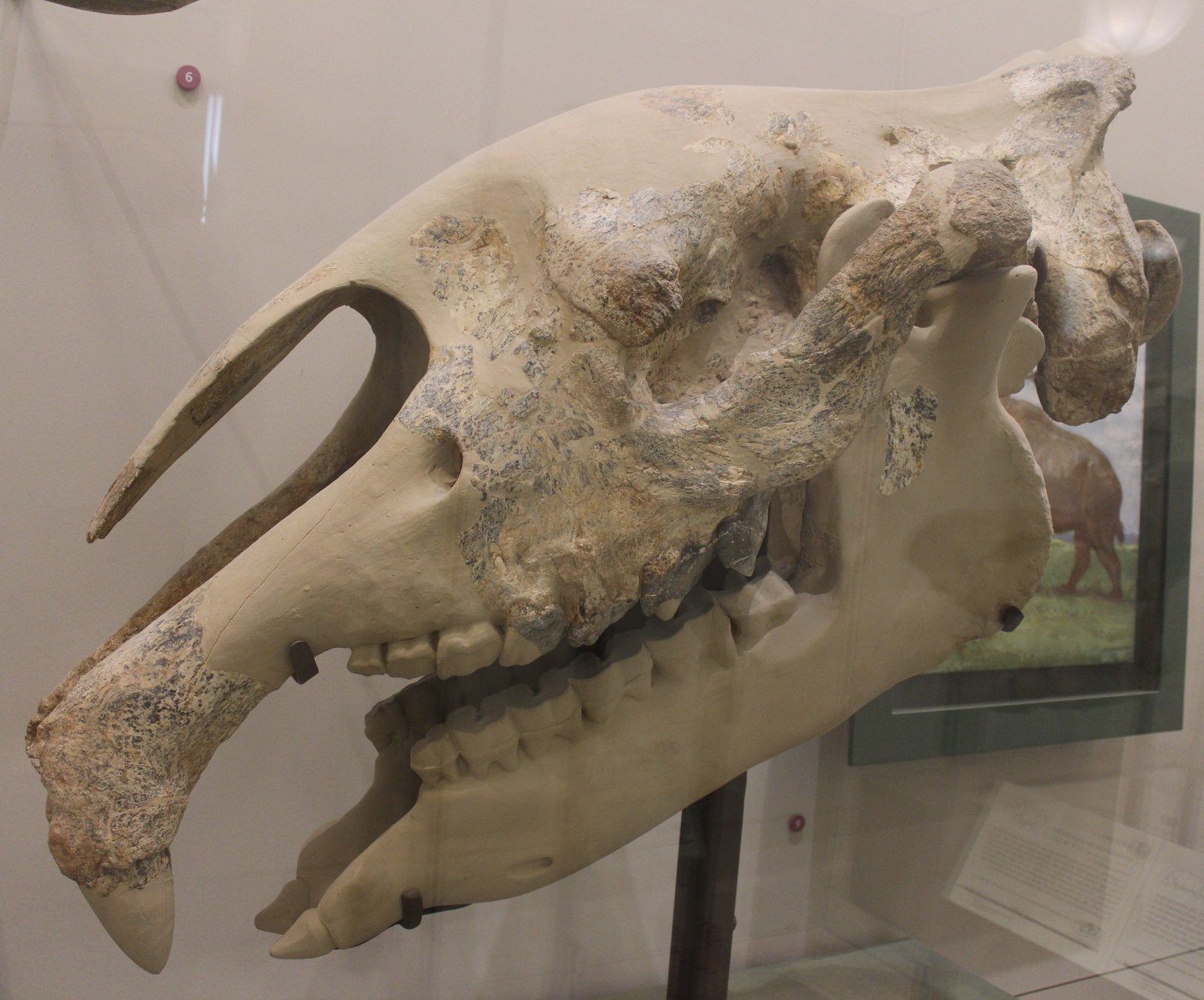 A large fossil skull of Paraceratherium in a glass case, seen from the side: a long, low skull with a deep notch above the teeth, a row of large cheek teeth, and no horn on the snout.