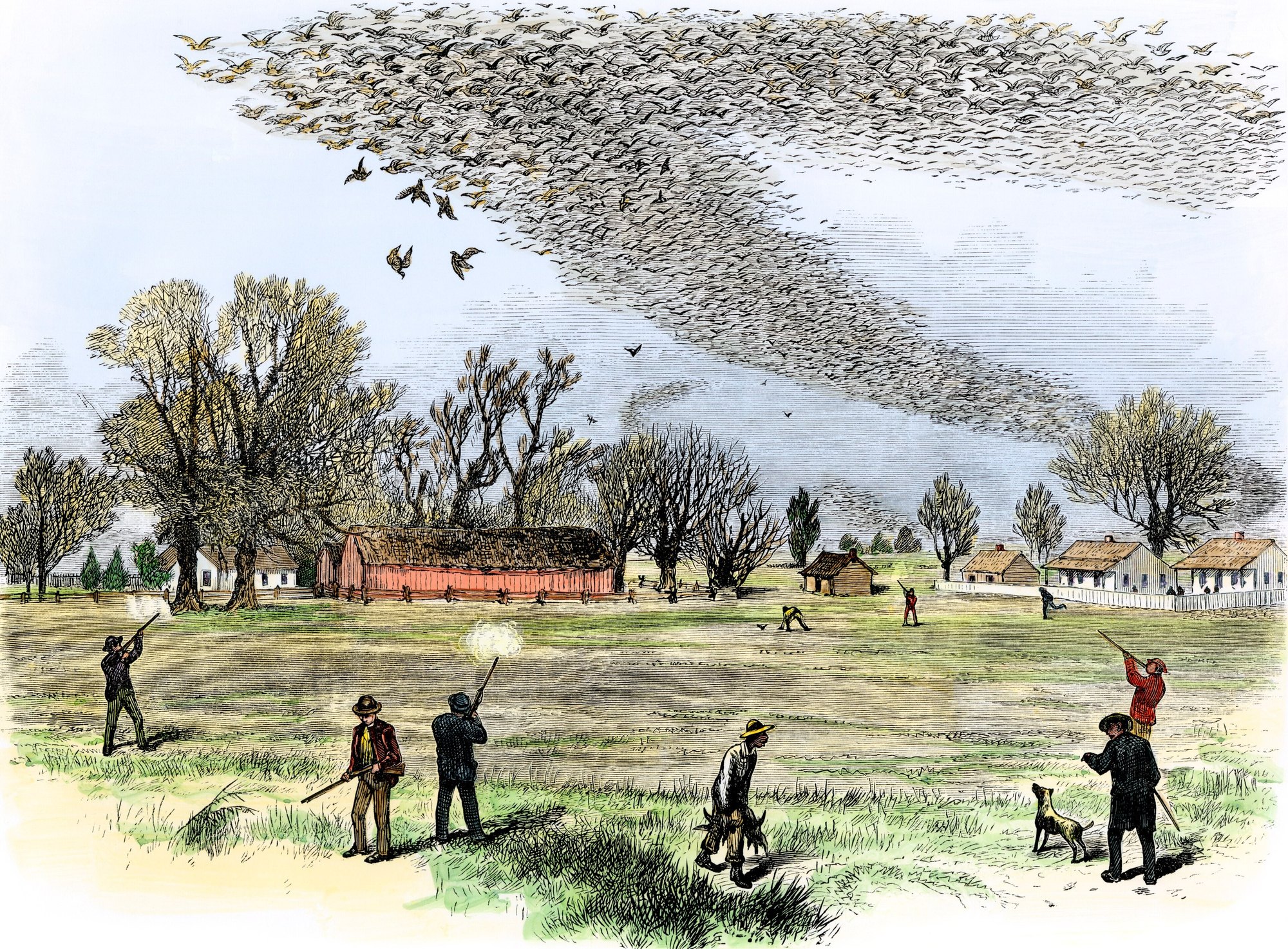 A hand-coloured nineteenth-century engraving of an enormous flock of passenger pigeons filling the sky above a village, with men firing shotguns upward