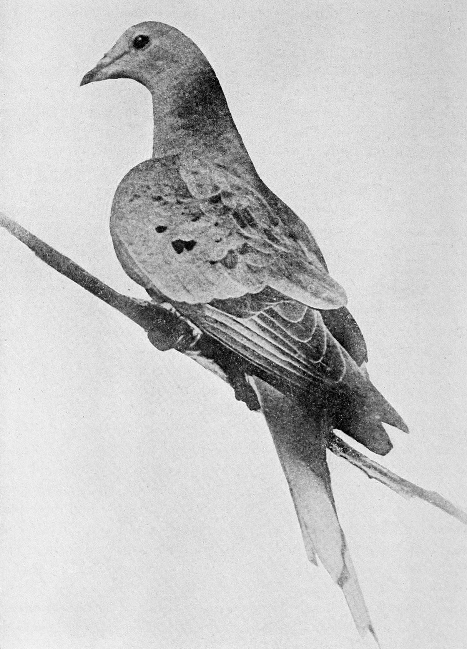 A black-and-white photograph from 1912 of Martha, the last passenger pigeon, alive and perched on a thin branch