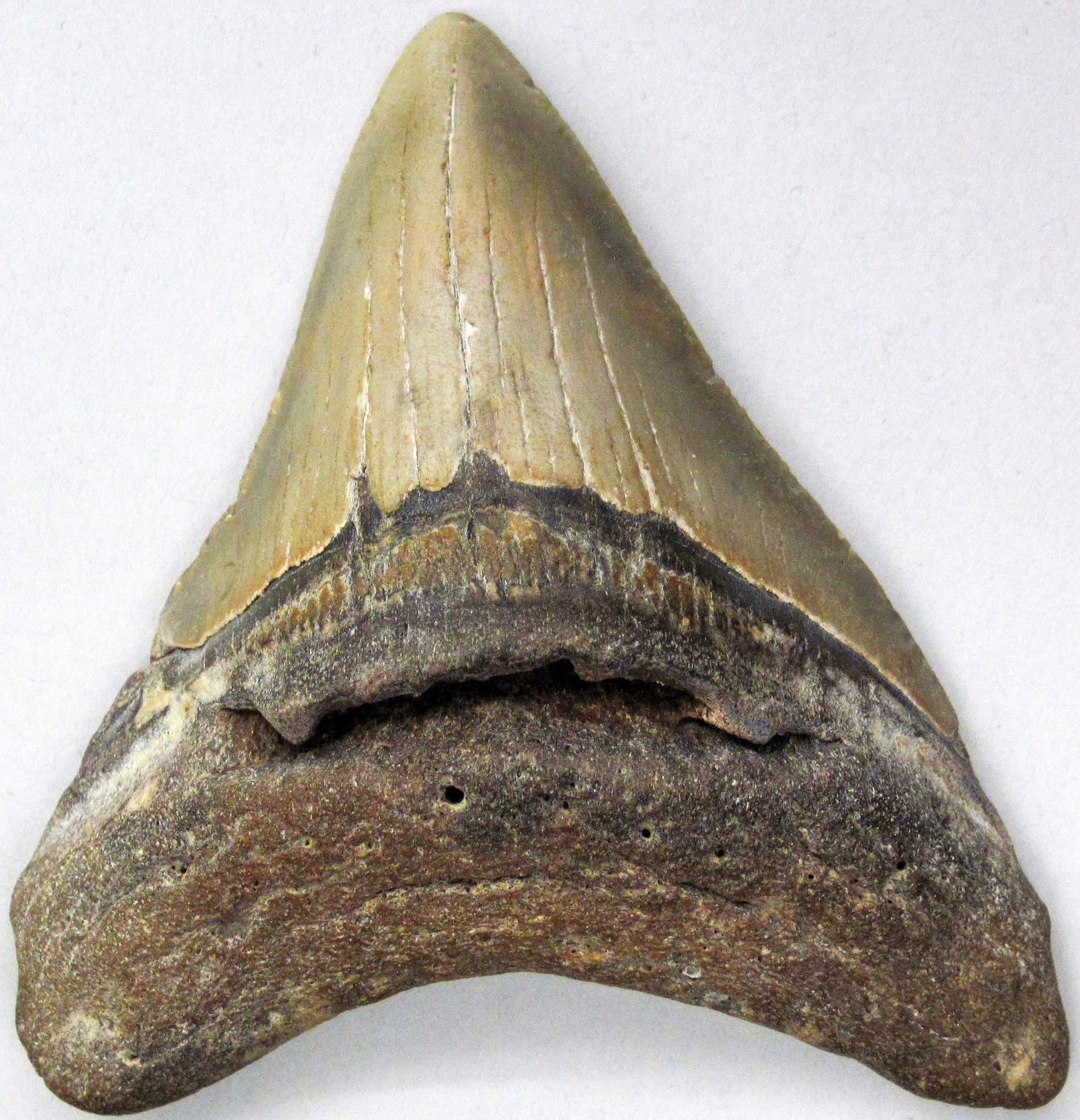 A single fossil megalodon tooth photographed against a pale background, olive-grey serrated crown above a darker mottled root