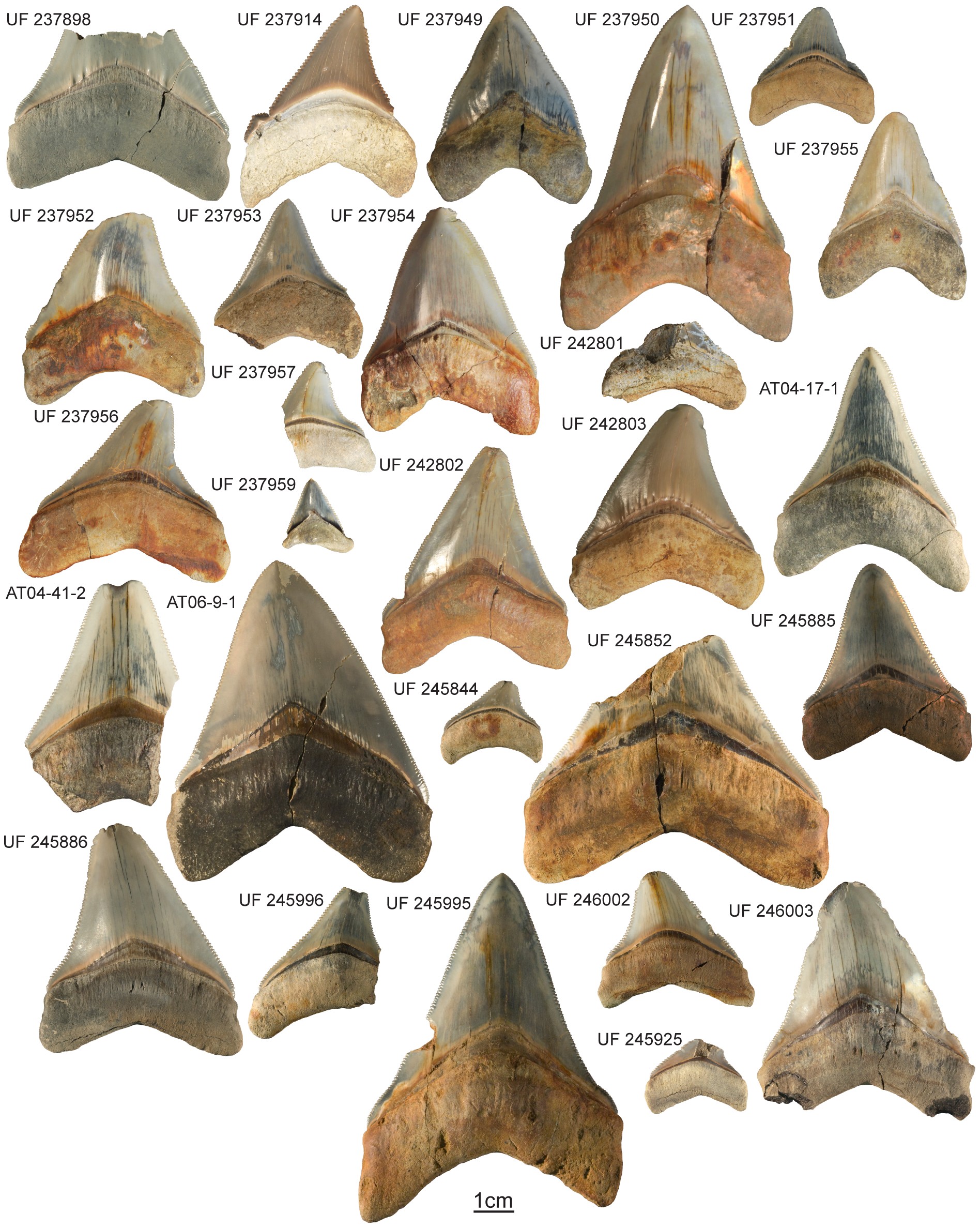 About thirty fossil megalodon teeth arranged in rows on a white surface, each labelled with a printed accession number, with a one-centimetre scale bar