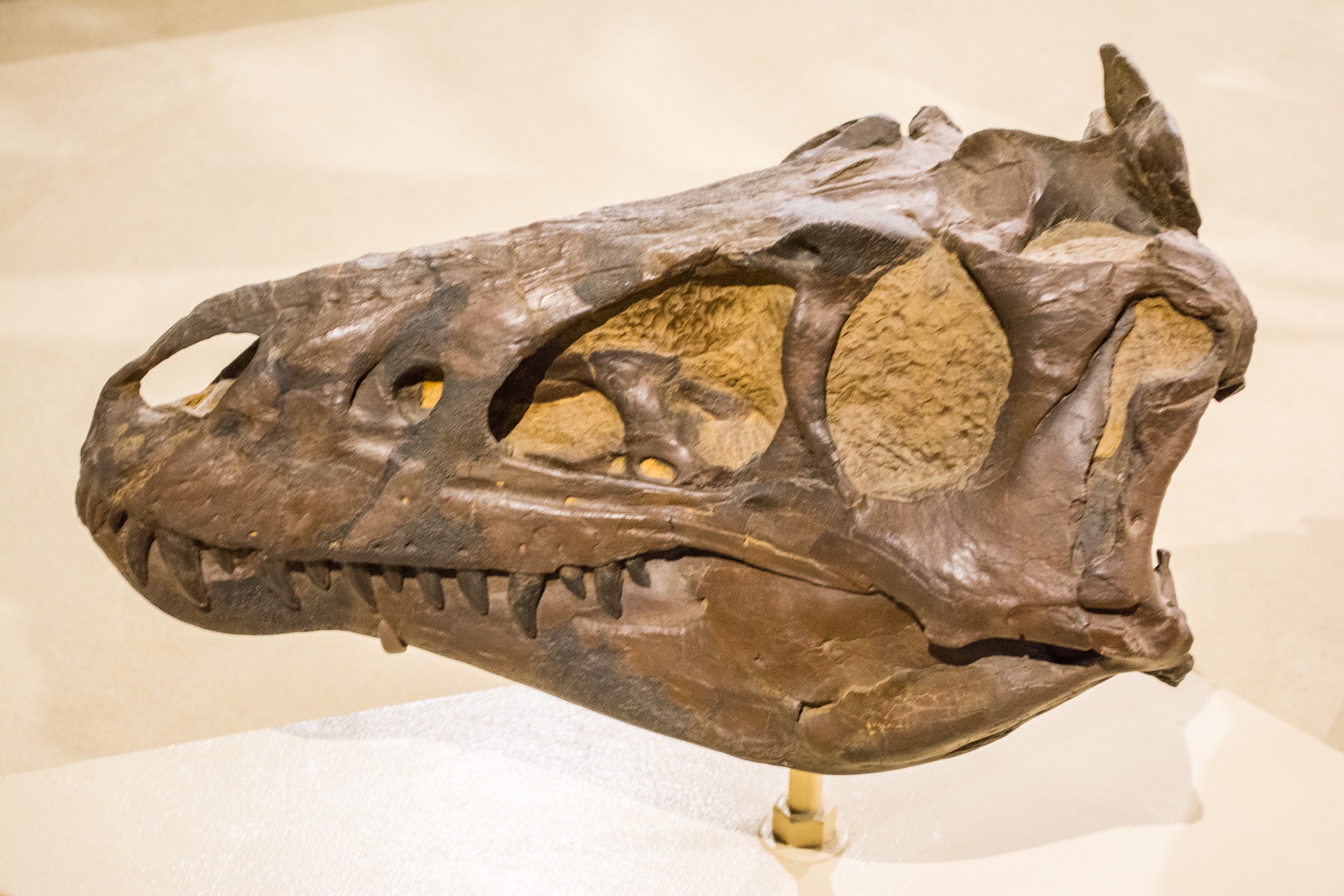 Cast of the Nanotyrannus lancensis skull CMNH 7541 at the Cleveland Museum of Natural History