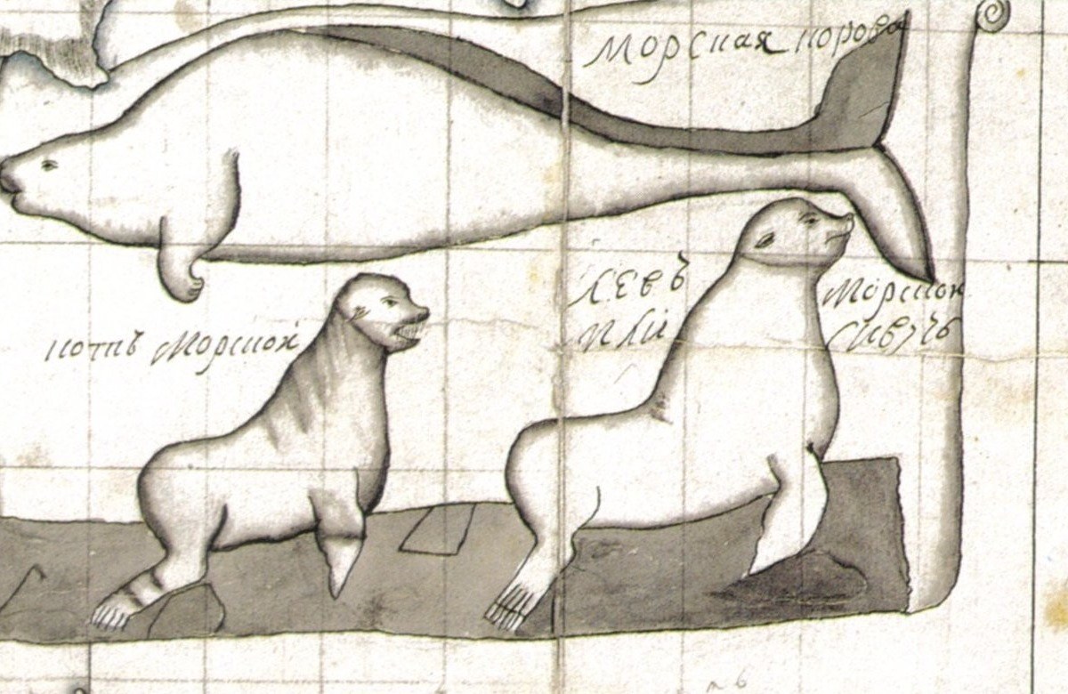 An old pen-and-wash drawing on a gridded map sheet: a long, pale sea cow with a grey back and a forked tail stretches across the top, and below it a fur seal and a sea lion sit on a dark grey strip of ground, with handwritten Russian labels.