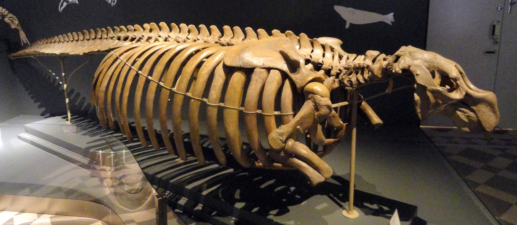 A long, pale brown skeleton of a sea cow on a museum stand, seen from the side, its large skull at the right, a deep barrel of ribs in the middle and a long, tapering row of tail bones reaching to the left.