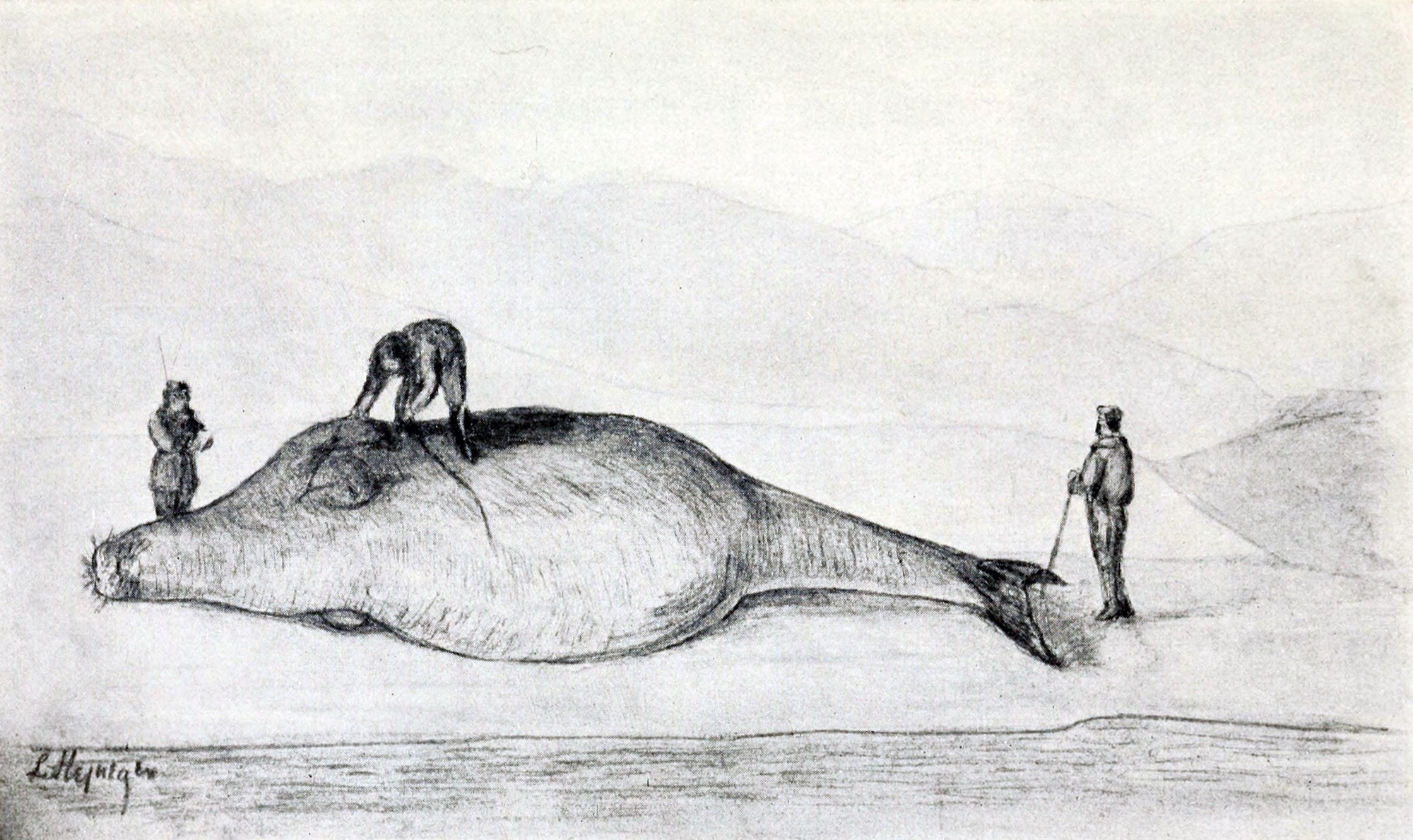 A pencil drawing of a large dead sea cow lying on a flat beach below hills, its head at the left. A small four-legged animal stands on its back, one man stands by its head and another, holding a long pole, stands at its tail.