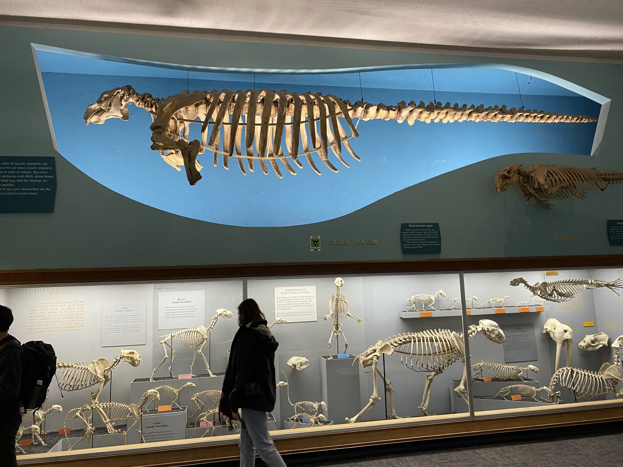 A museum hall: a long sea cow skeleton hangs in a blue-lit alcove high on the wall, its skull at the left and its tail stretching to the right, above glass cases of other animal skeletons, with visitors walking past.