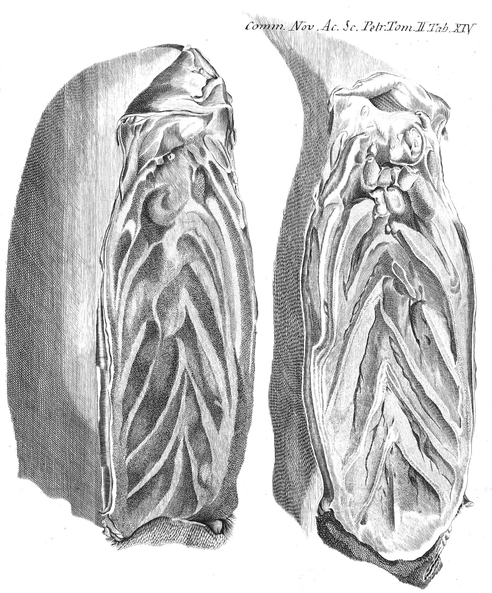 An eighteenth-century engraving of two long, rounded objects standing side by side, their surfaces covered in winding ridges and grooves, with a line of text at the top right ending in Tab. XIV.